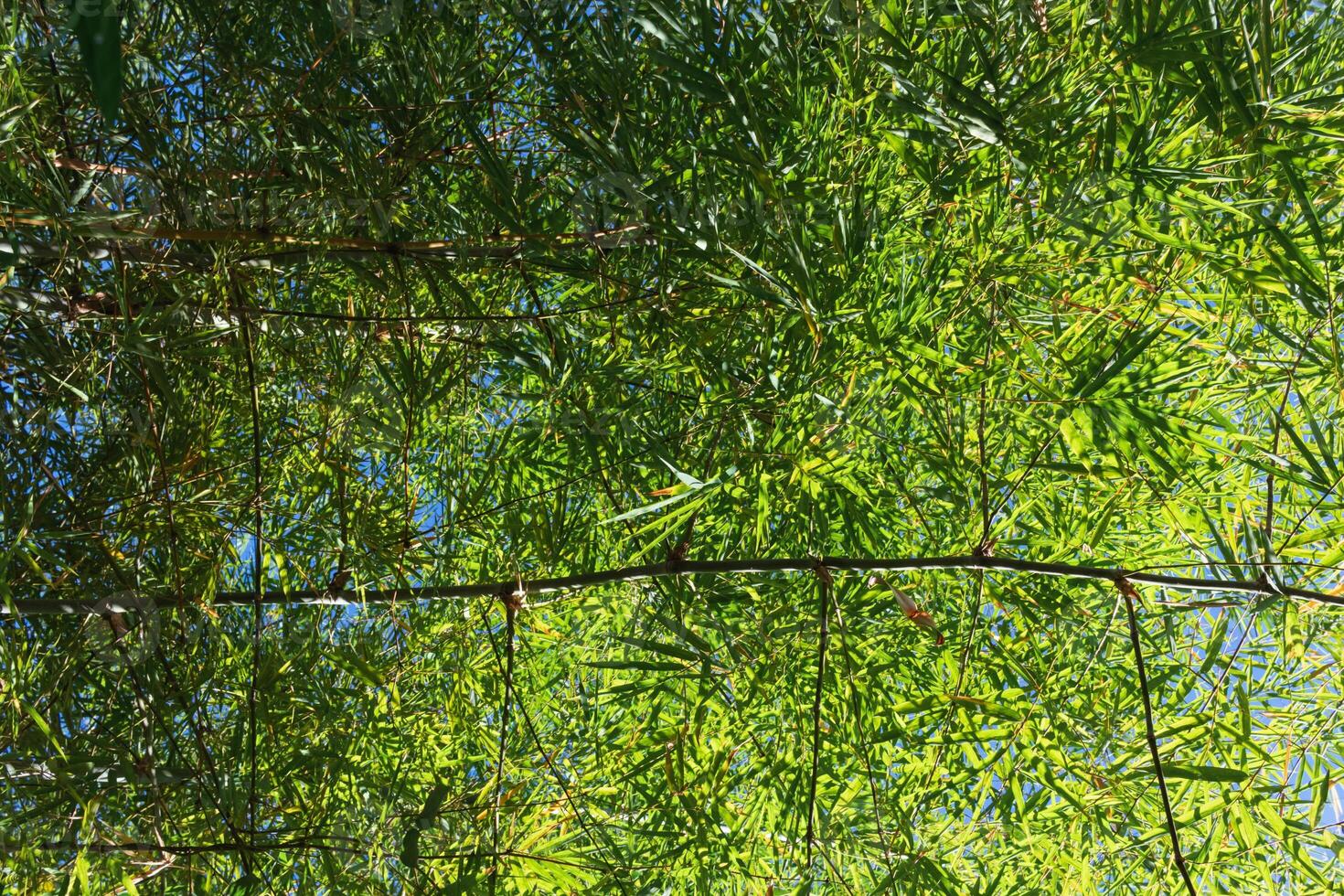 beautifully arranged background of leaves is natural pattern of leaves that occurs by itself and background images of leaves are also commonly used for adding text onto empty space of the background photo