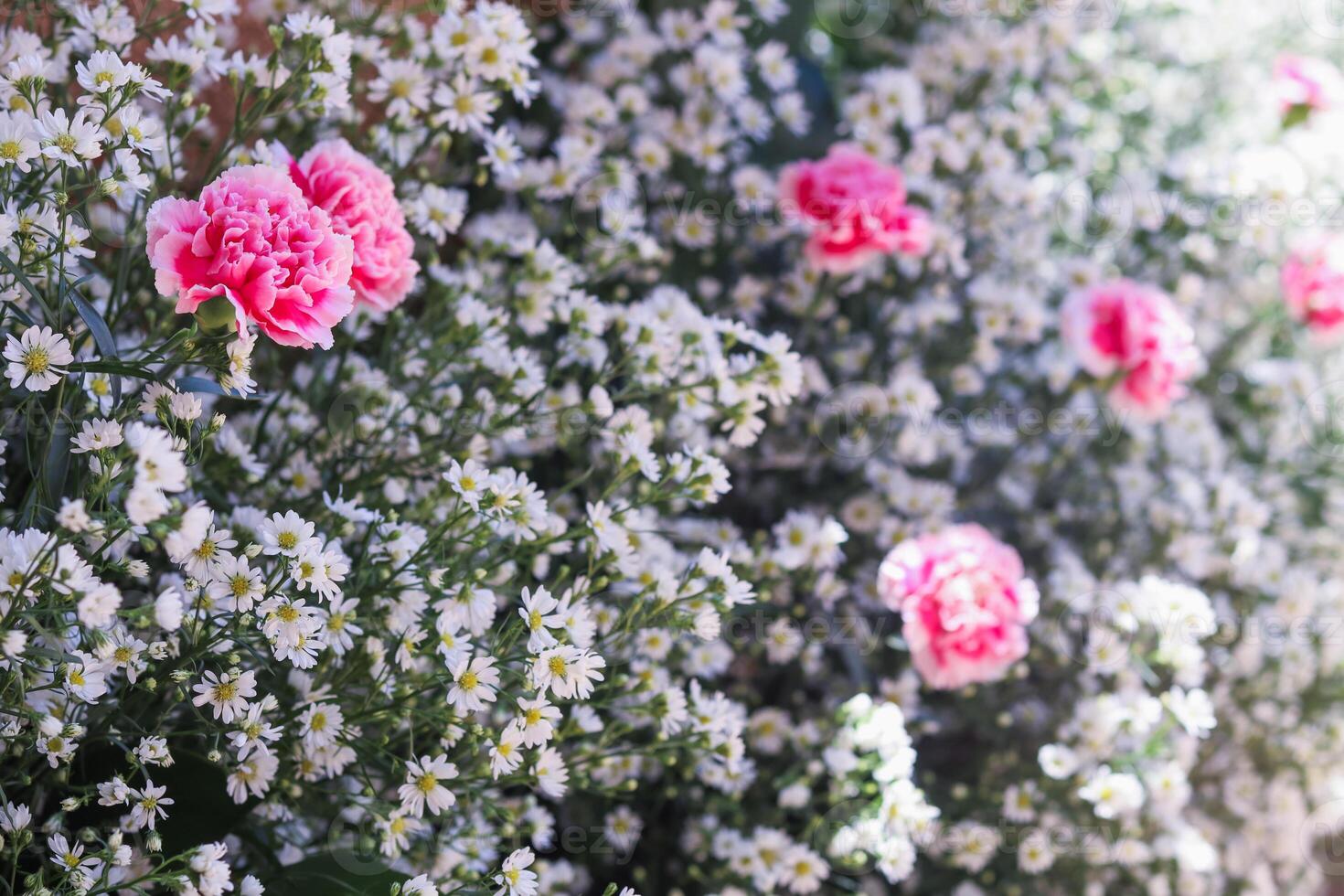 background of beautifully arranged flower and bright colors is backdrop for flower in beautifully arranged garden at flower festival. Beautiful colorful background with Copy Space for inserting text. photo