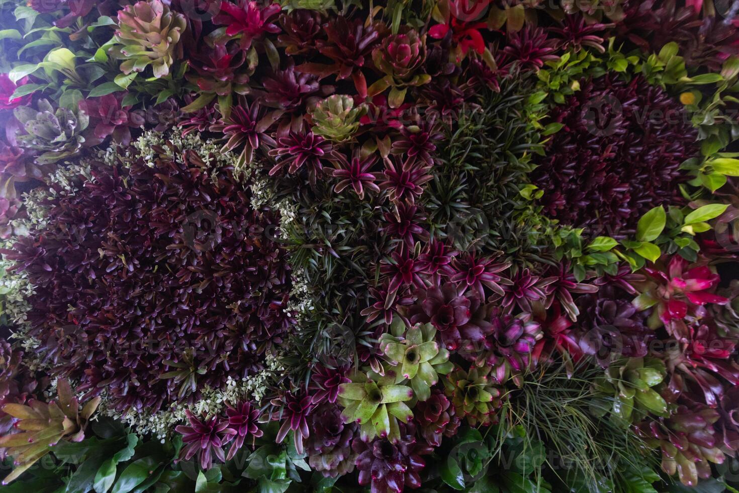 backdrop of beautifully arranged flower and bright colors is backdrop for flower in beautifully arranged garden at flower festival. Beautiful colorful background with Copy Space for inserting text. photo