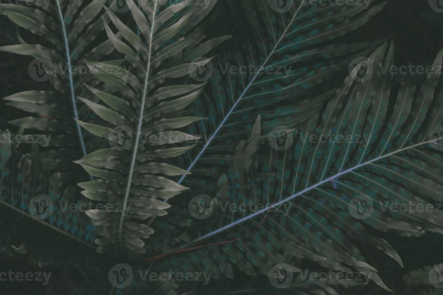 beautifully arranged background of leaves is natural pattern of leaves that occurs by itself and background images of leaves are also commonly used for adding text onto empty space of the background photo
