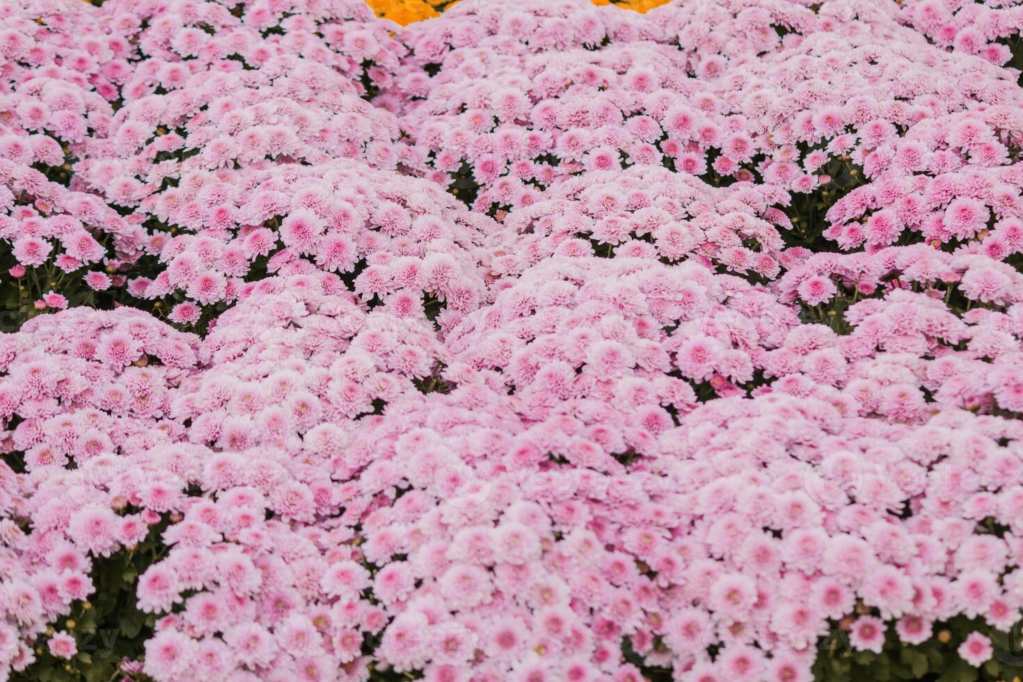 background of beautifully arranged flower and bright colors is backdrop for flower in beautifully arranged garden at flower festival. Beautiful colorful background with Copy Space for inserting text. photo
