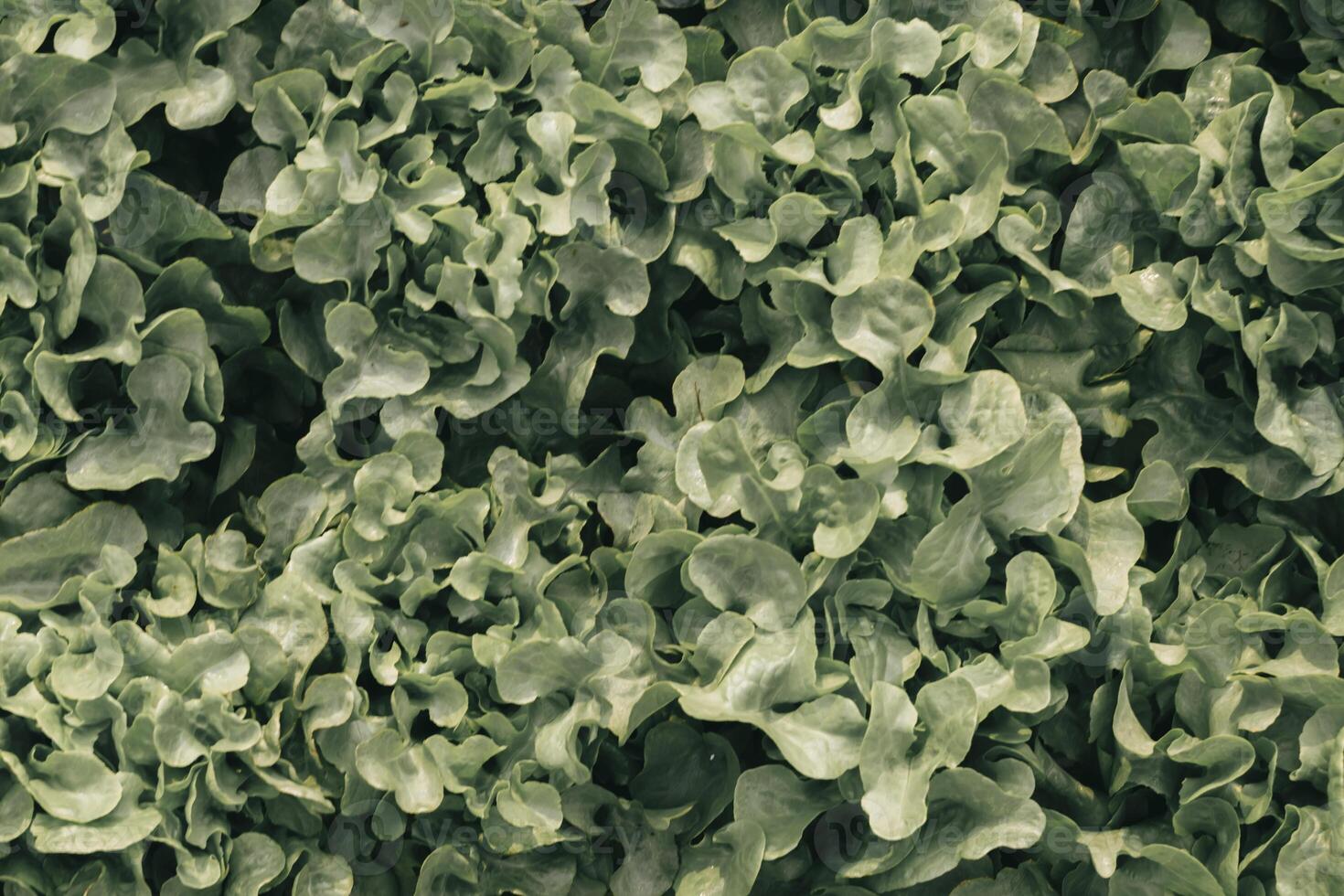 beautifully arranged background of leaves is natural pattern of leaves that occurs by itself and background images of leaves are also commonly used for adding text onto empty space of the background photo