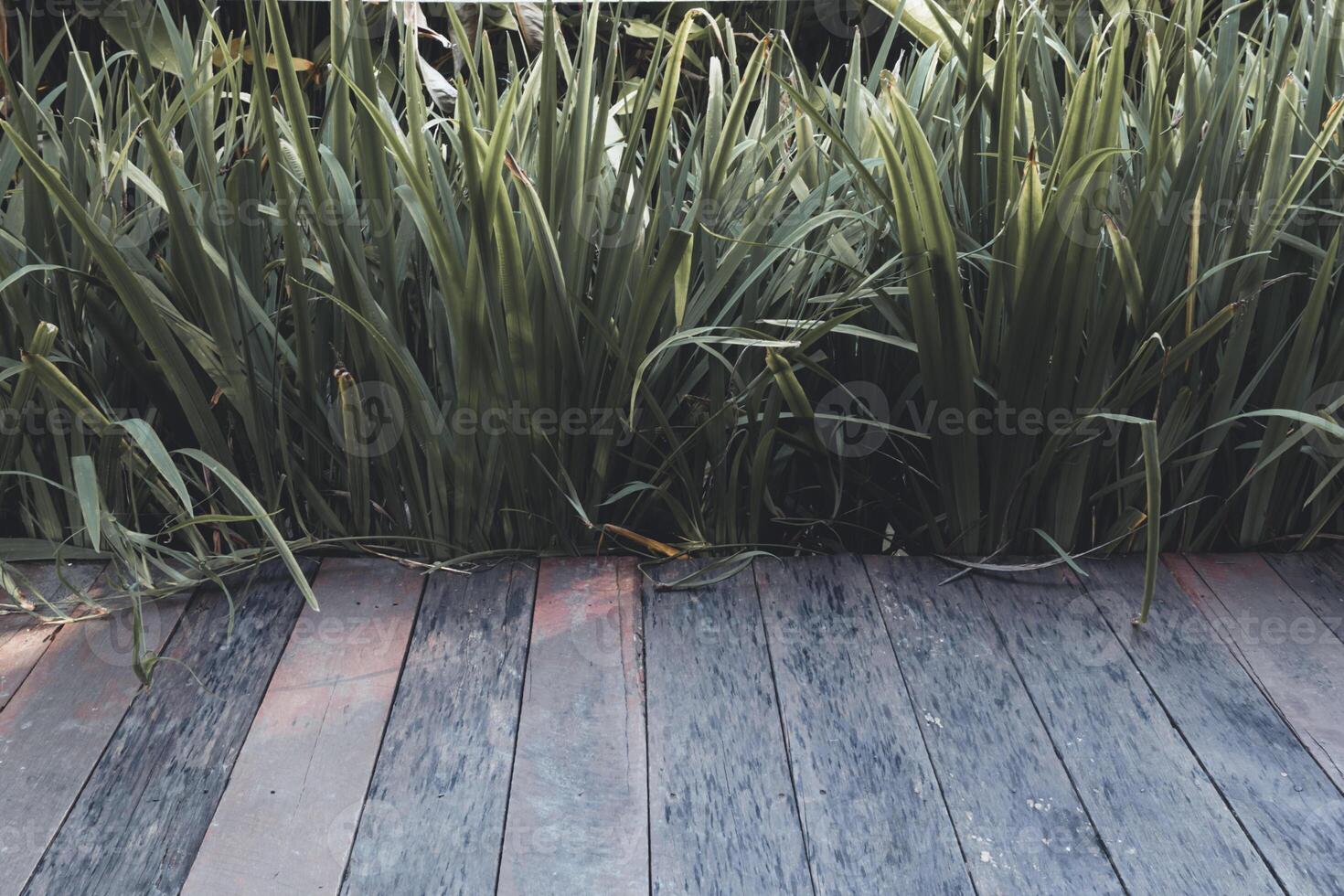beautifully arranged background of leaves is natural pattern of leaves that occurs by itself and background images of leaves are also commonly used for adding text onto empty space of the background photo