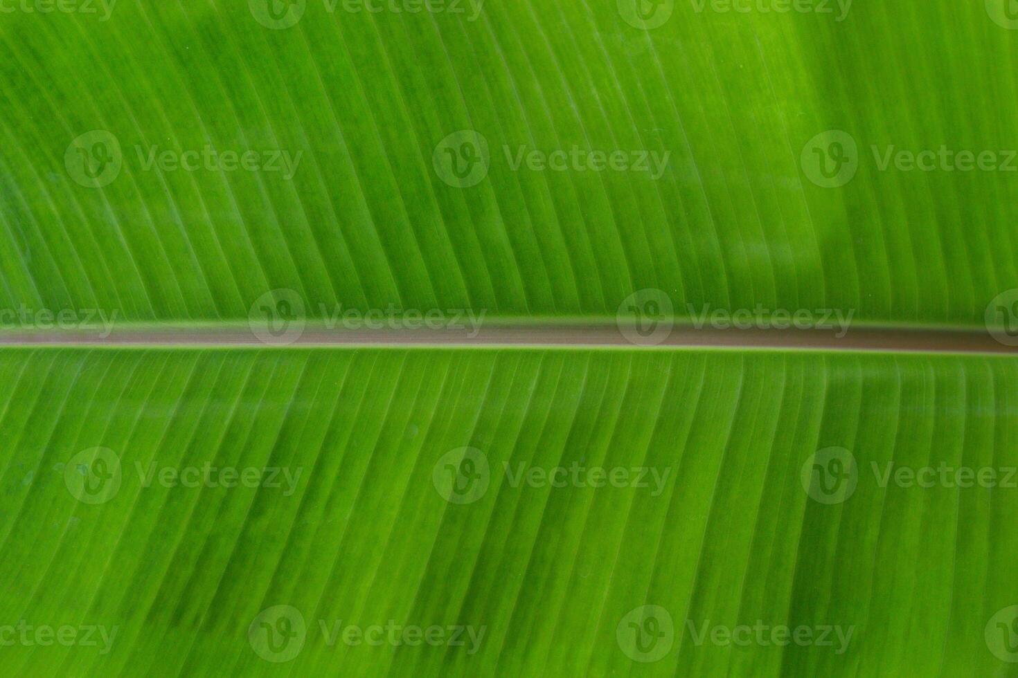 beautifully arranged background of leaves is natural pattern of leaves that occurs by itself and background images of leaves are also commonly used for adding text onto empty space of the background photo