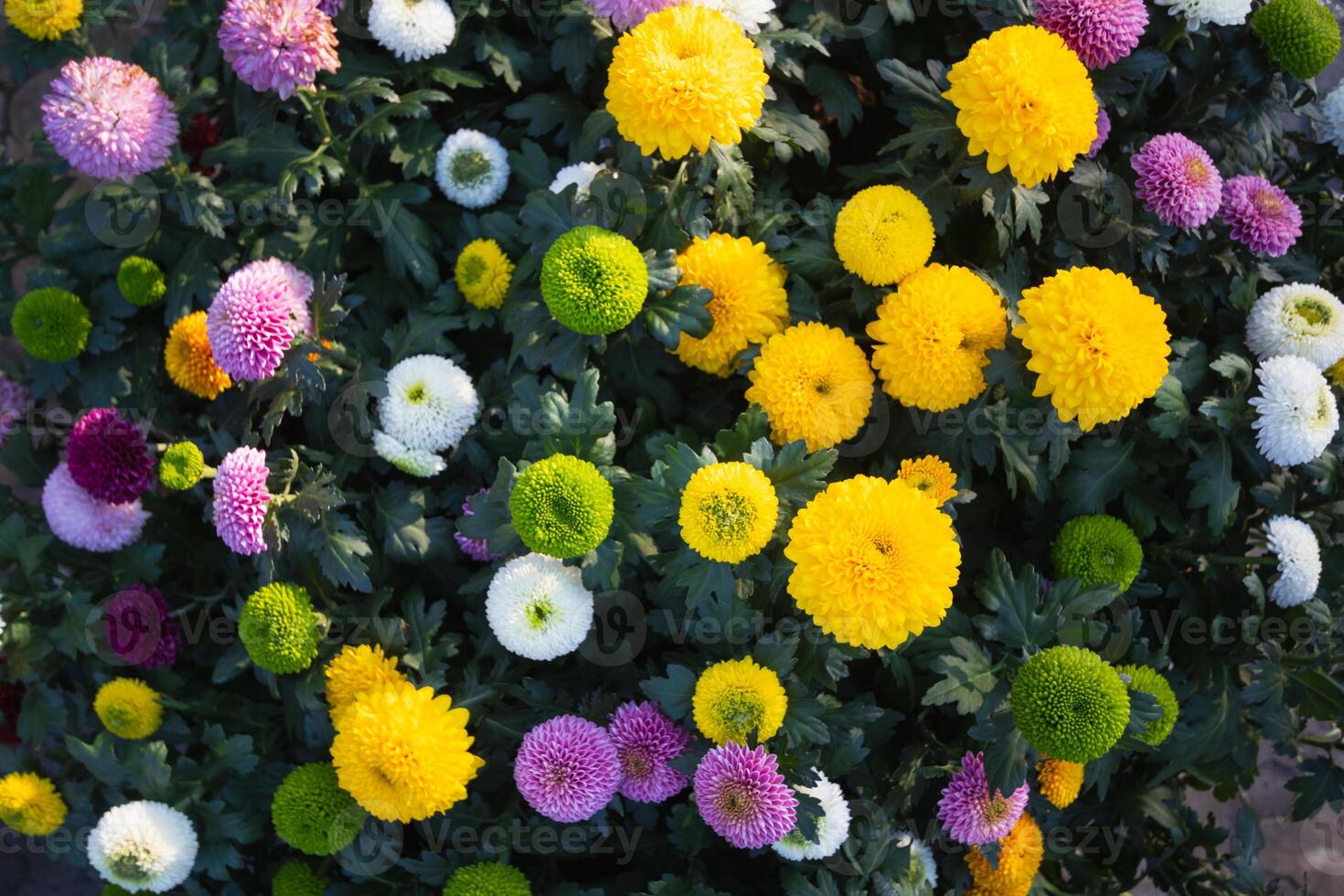 background of beautifully arranged flower and bright colors is backdrop for flower in beautifully arranged garden at flower festival. Beautiful colorful background with Copy Space for inserting text. photo