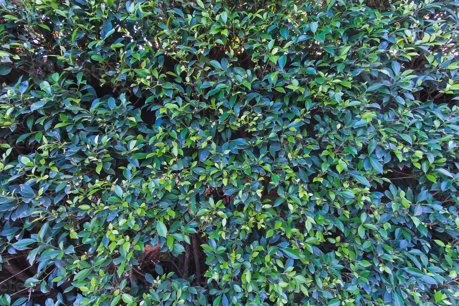 beautifully arranged background of leaves is natural pattern of leaves that occurs by itself and background images of leaves are also commonly used for adding text onto empty space of the background photo