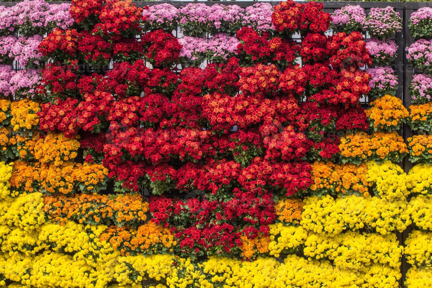 backdrop of beautifully arranged flower and bright colors is backdrop for flower in beautifully arranged garden at flower festival. Beautiful colorful background with Copy Space for inserting text. photo