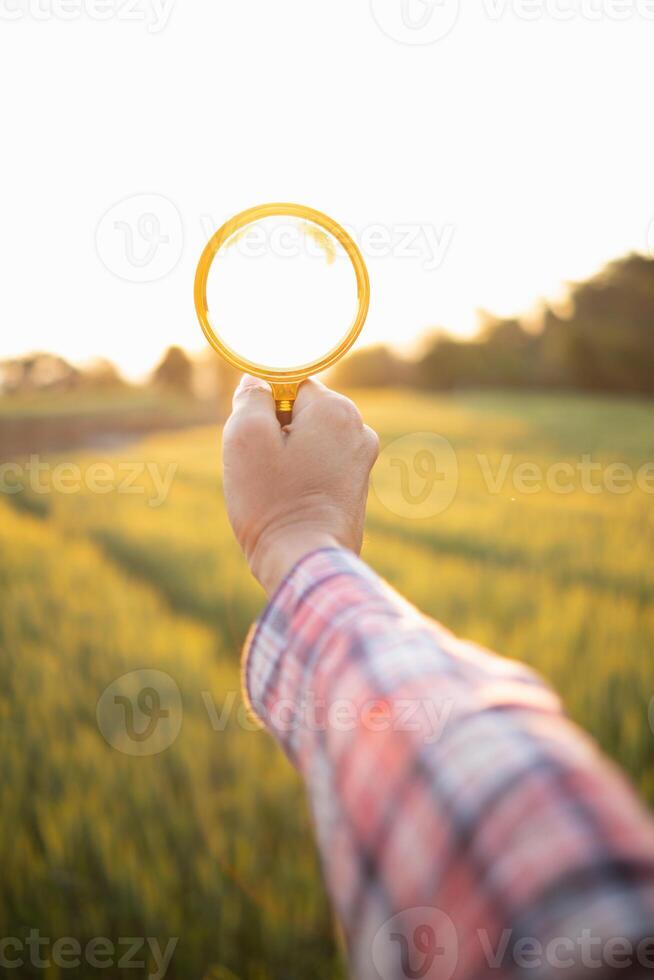 Researchers carry magnifying glasses over barley plants to look for errors in the plants so they can develop new varieties of barley plants. Ideas for using a magnifying glass to help with searching photo