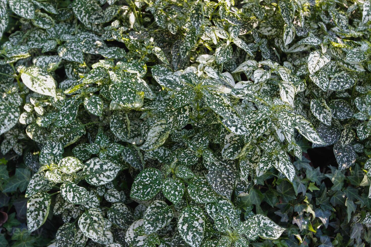 beautifully arranged background of leaves is natural pattern of leaves that occurs by itself and background images of leaves are also commonly used for adding text onto empty space of the background photo