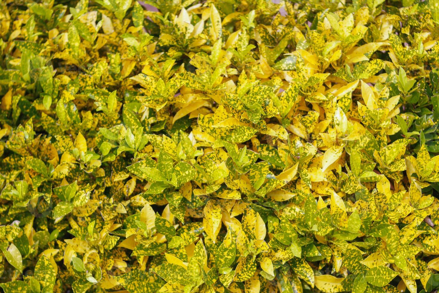 beautifully arranged background of leaves is natural pattern of leaves that occurs by itself and background images of leaves are also commonly used for adding text onto empty space of the background photo