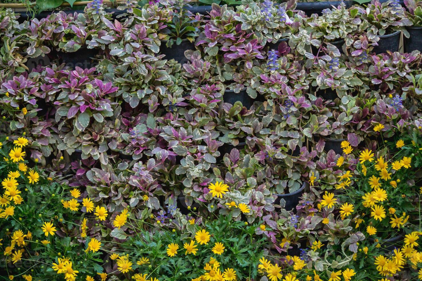 backdrop of beautifully arranged flower and bright colors is backdrop for flower in beautifully arranged garden at flower festival. Beautiful colorful background with Copy Space for inserting text. photo