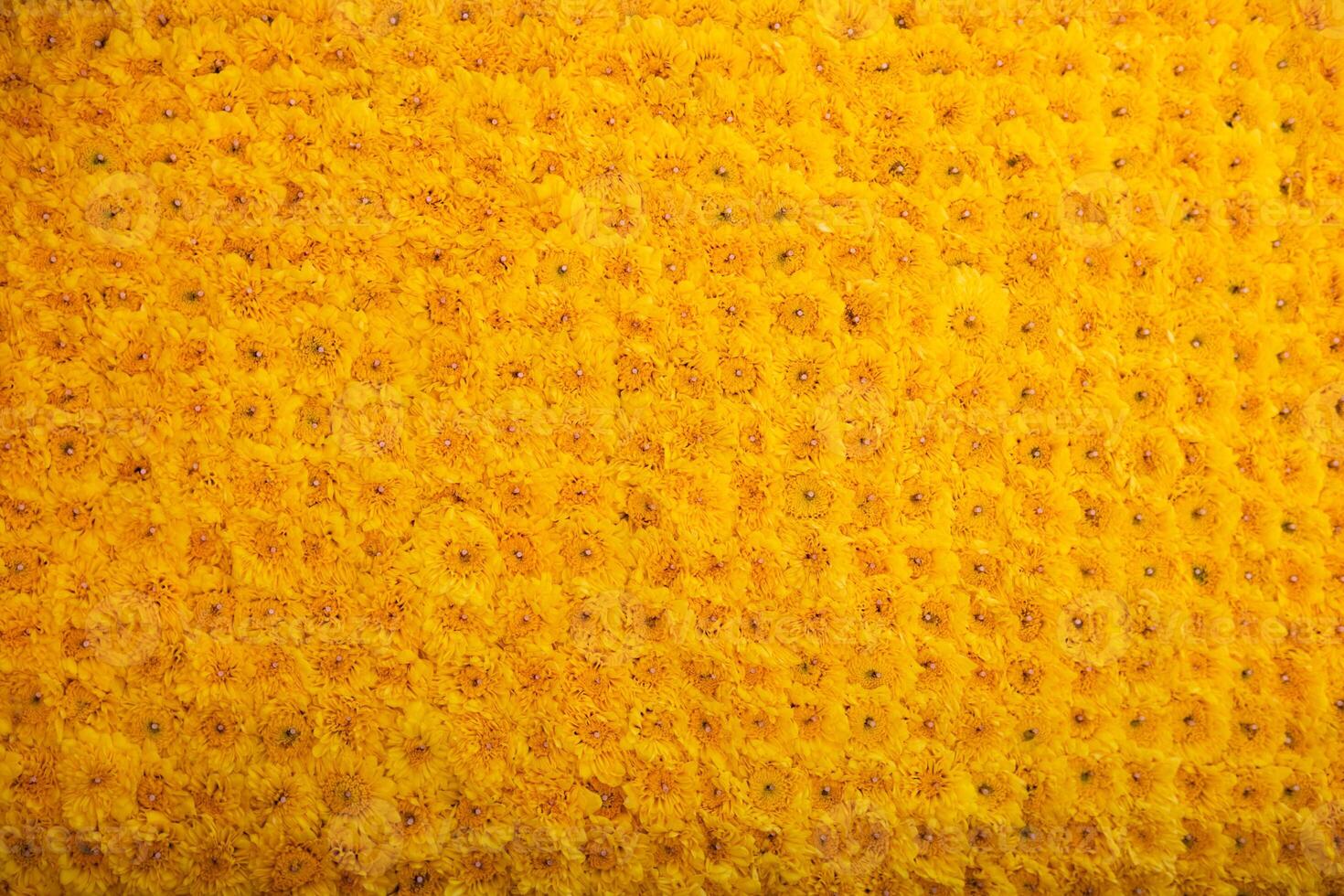 backdrop of beautifully arranged flower and bright colors is backdrop for flower in beautifully arranged garden at flower festival. Beautiful colorful background with Copy Space for inserting text. photo