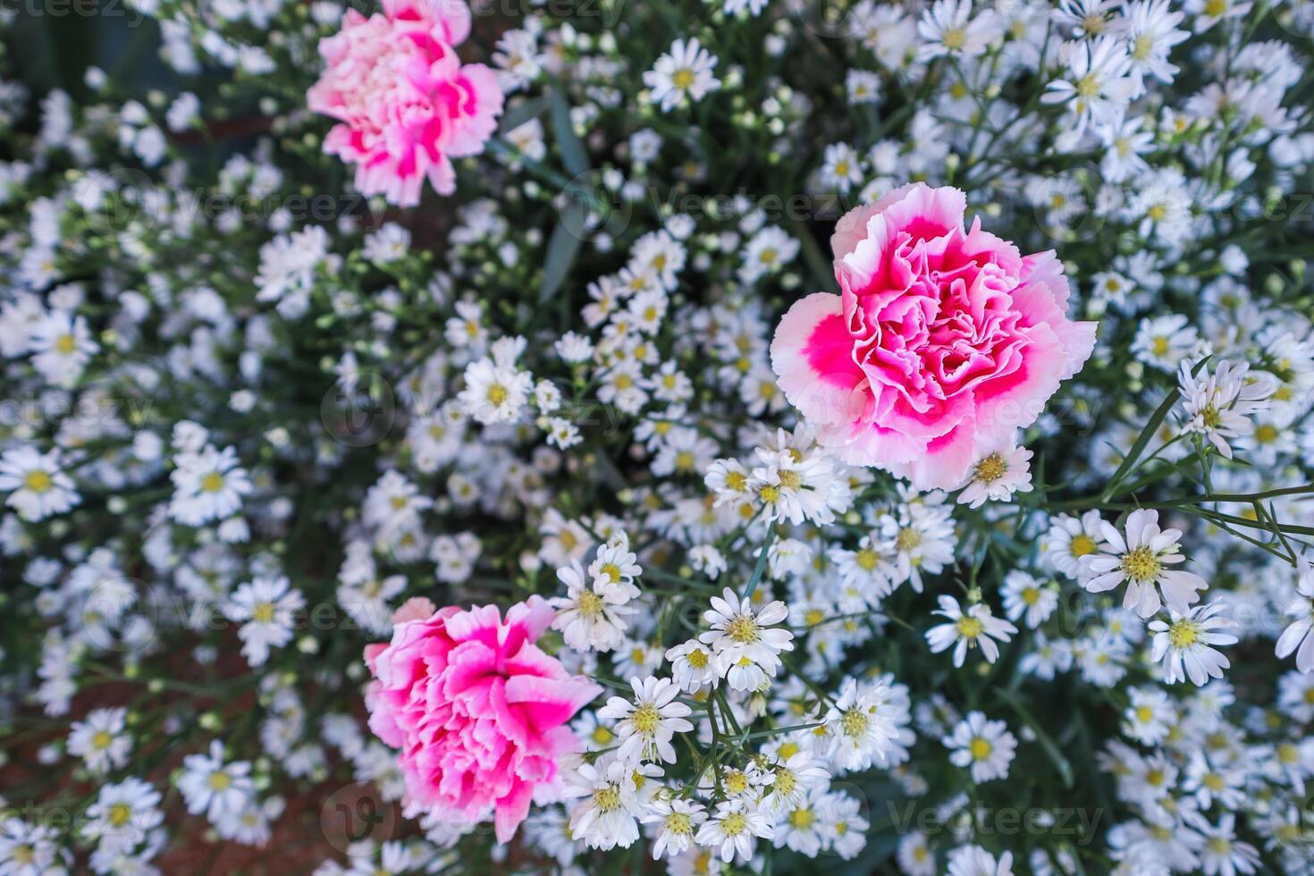 background of beautifully arranged flower and bright colors is backdrop for flower in beautifully arranged garden at flower festival. Beautiful colorful background with Copy Space for inserting text. photo