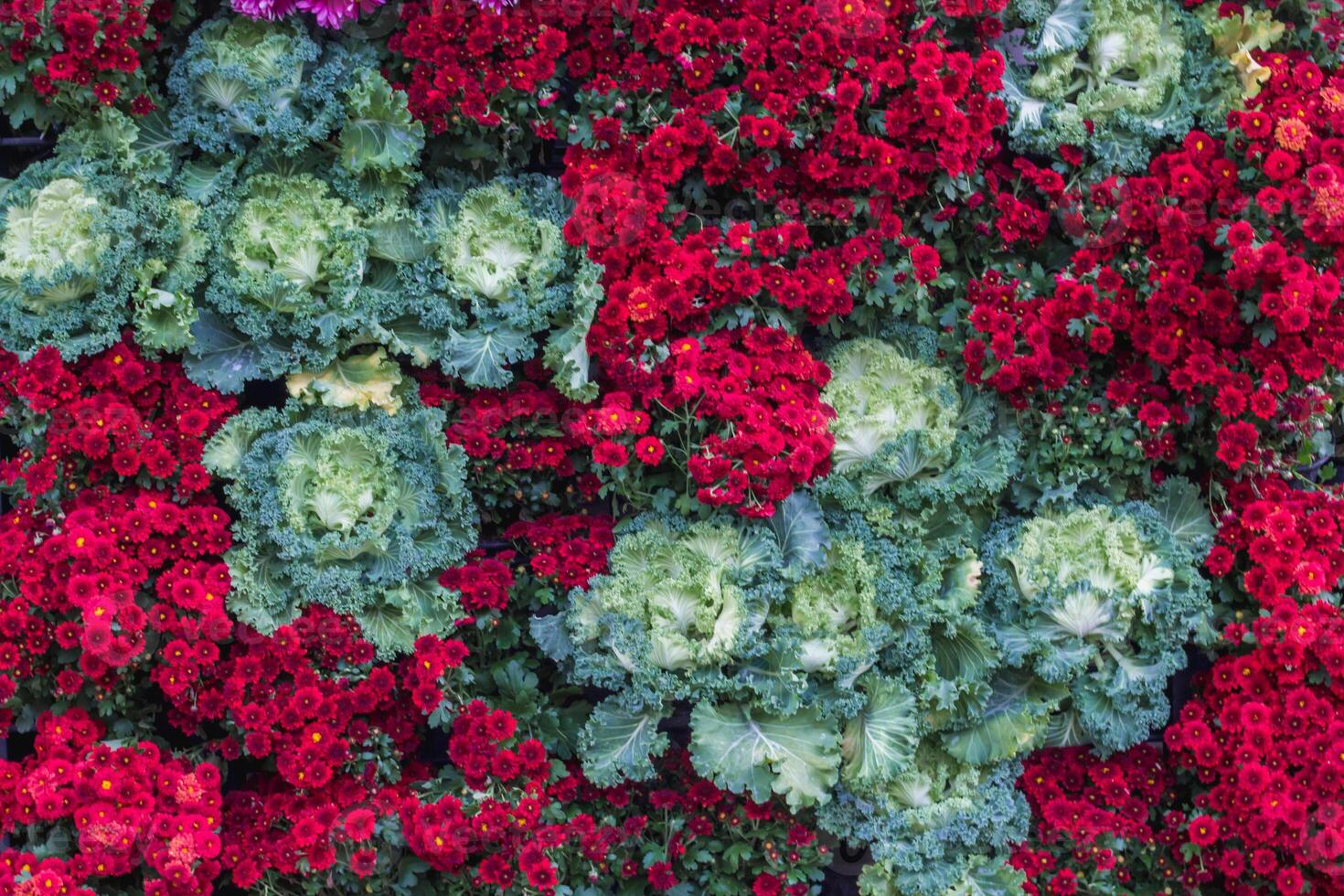 backdrop of beautifully arranged flower and bright colors is backdrop for flower in beautifully arranged garden at flower festival. Beautiful colorful background with Copy Space for inserting text. photo