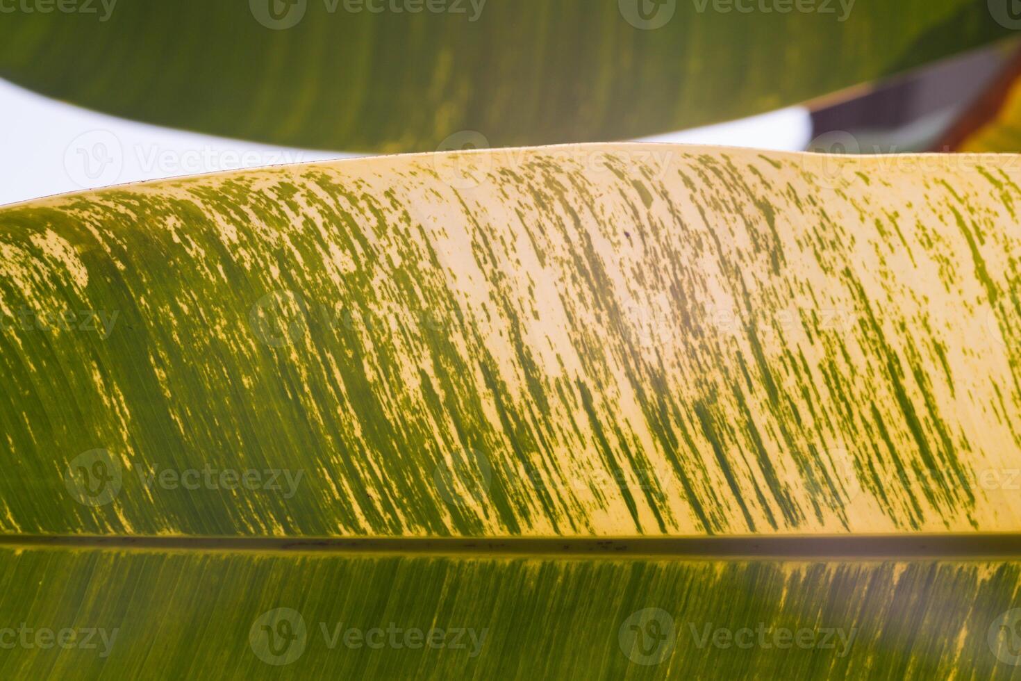 beautifully arranged background of leaves is natural pattern of leaves that occurs by itself and background images of leaves are also commonly used for adding text onto empty space of the background photo