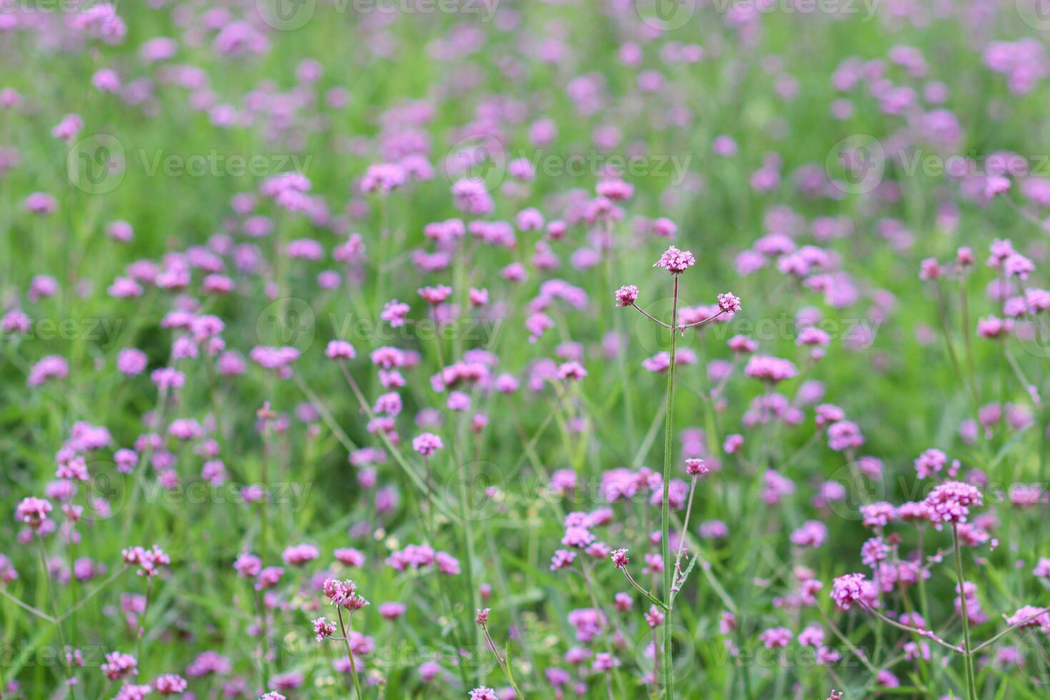 background of beautifully arranged flower and bright colors is backdrop for flower in beautifully arranged garden at flower festival. Beautiful colorful background with Copy Space for inserting text. photo