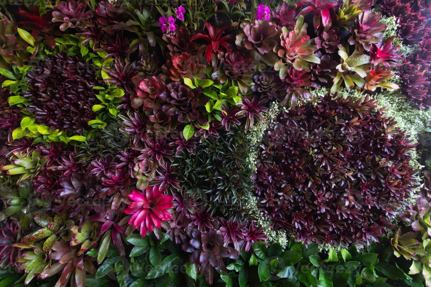 backdrop of beautifully arranged flower and bright colors is backdrop for flower in beautifully arranged garden at flower festival. Beautiful colorful background with Copy Space for inserting text. photo