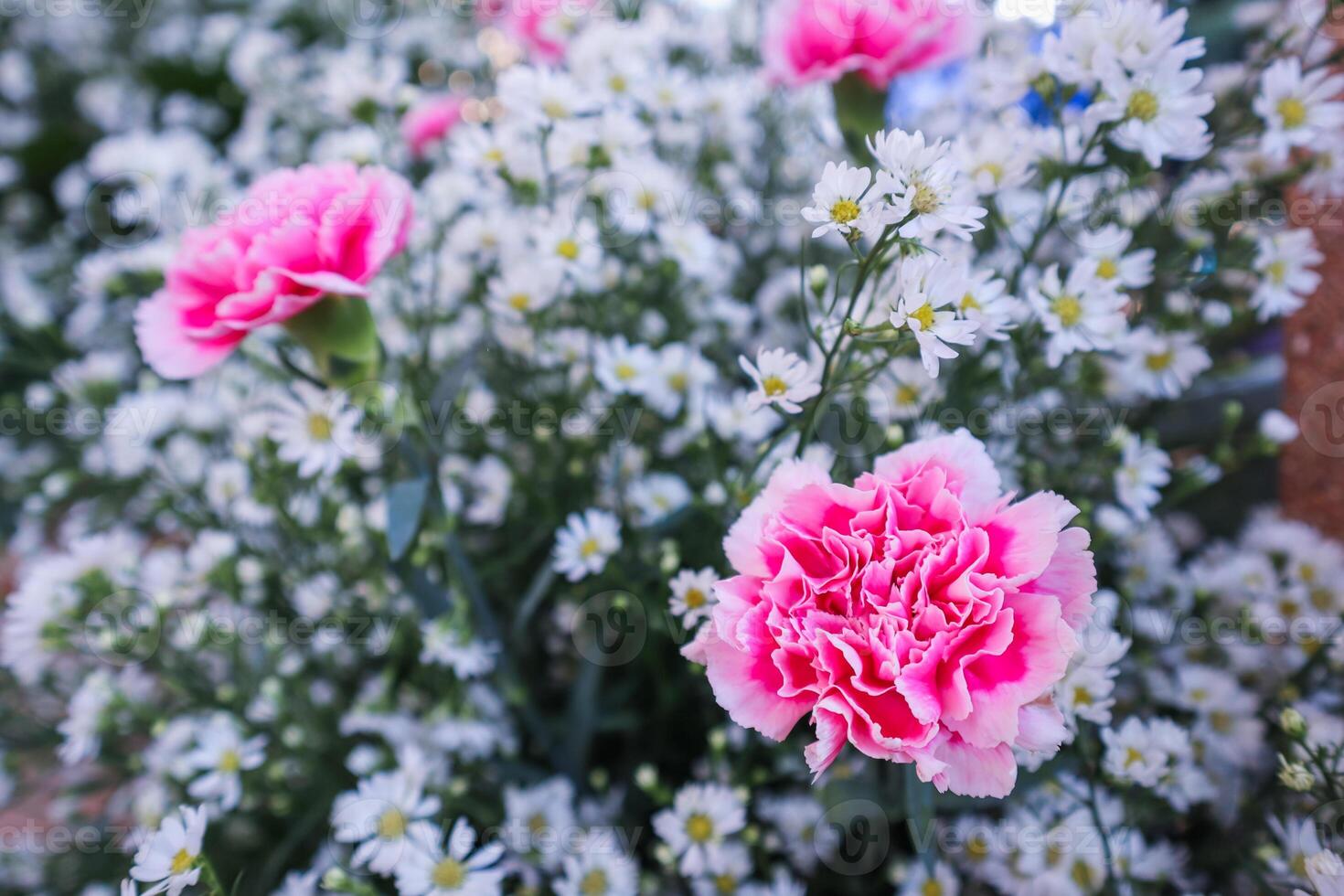 background of beautifully arranged flower and bright colors is backdrop for flower in beautifully arranged garden at flower festival. Beautiful colorful background with Copy Space for inserting text. photo
