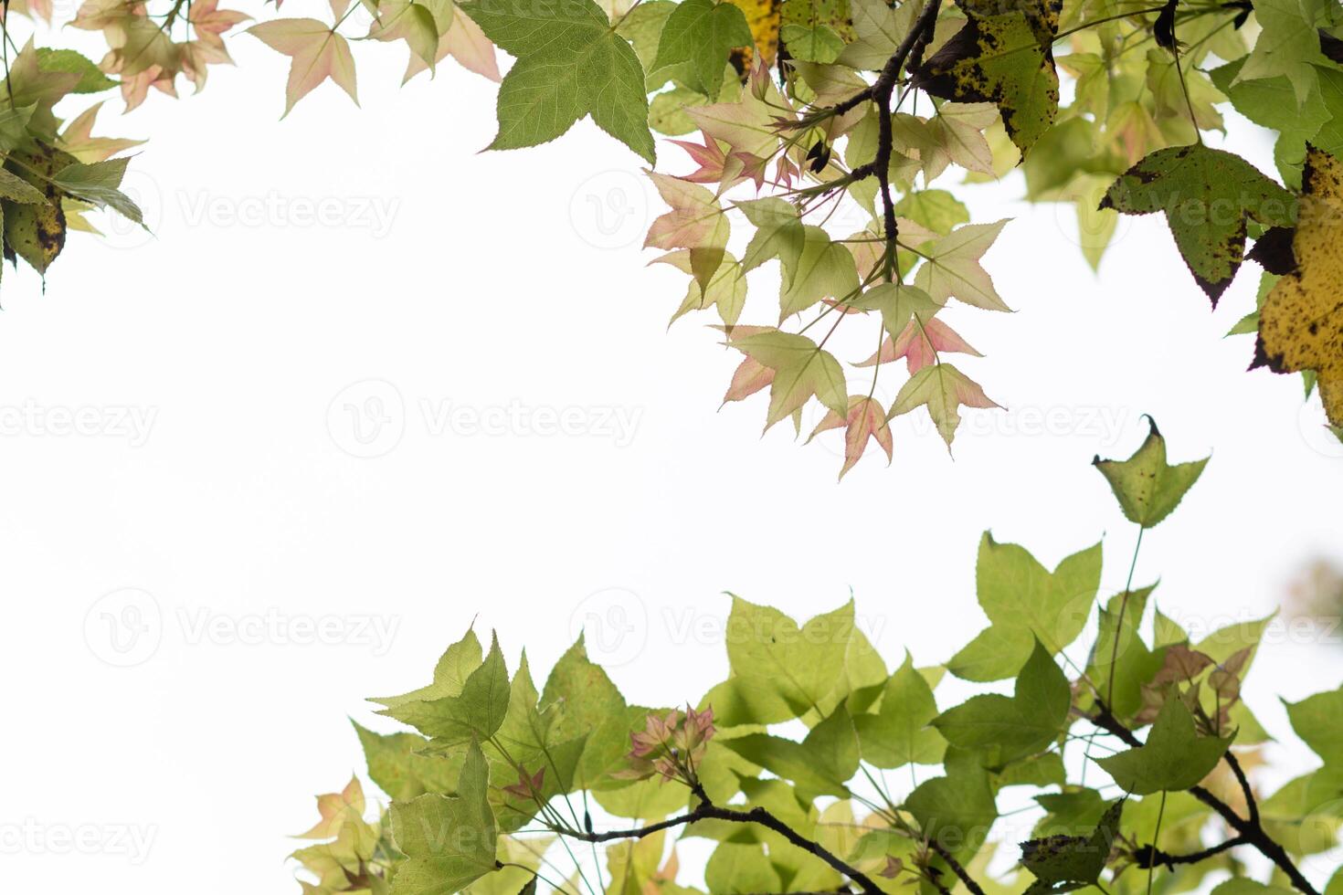 beautifully arranged background of leaves is natural pattern of leaves that occurs by itself and background images of leaves are also commonly used for adding text onto empty space of the background photo