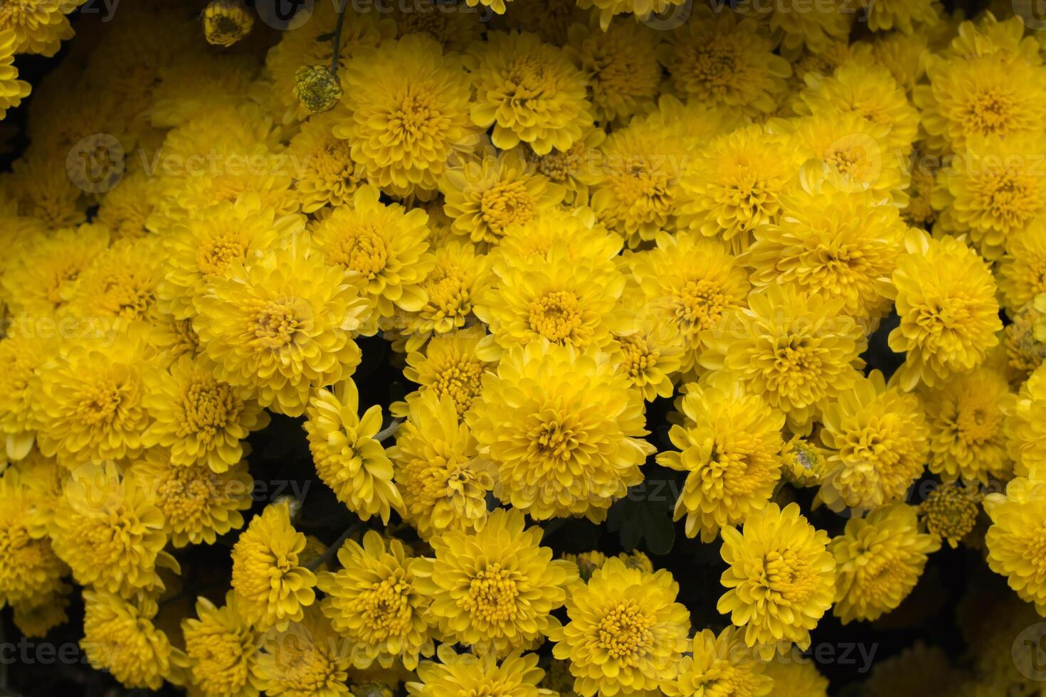 background of beautifully arranged flower and bright colors is backdrop for flower in beautifully arranged garden at flower festival. Beautiful colorful background with Copy Space for inserting text. photo