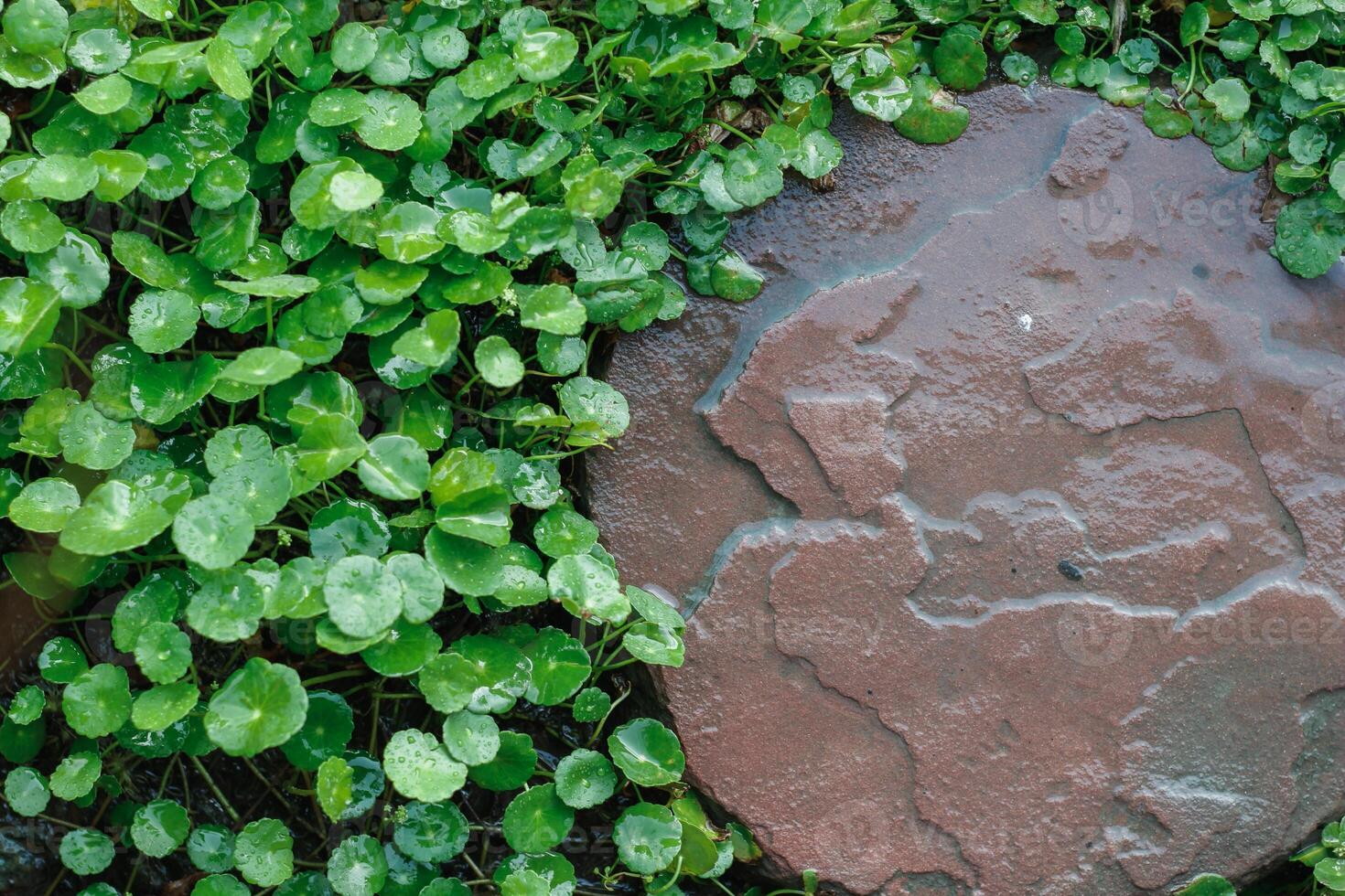 beautifully arranged background of leaves is natural pattern of leaves that occurs by itself and background images of leaves are also commonly used for adding text onto empty space of the background photo