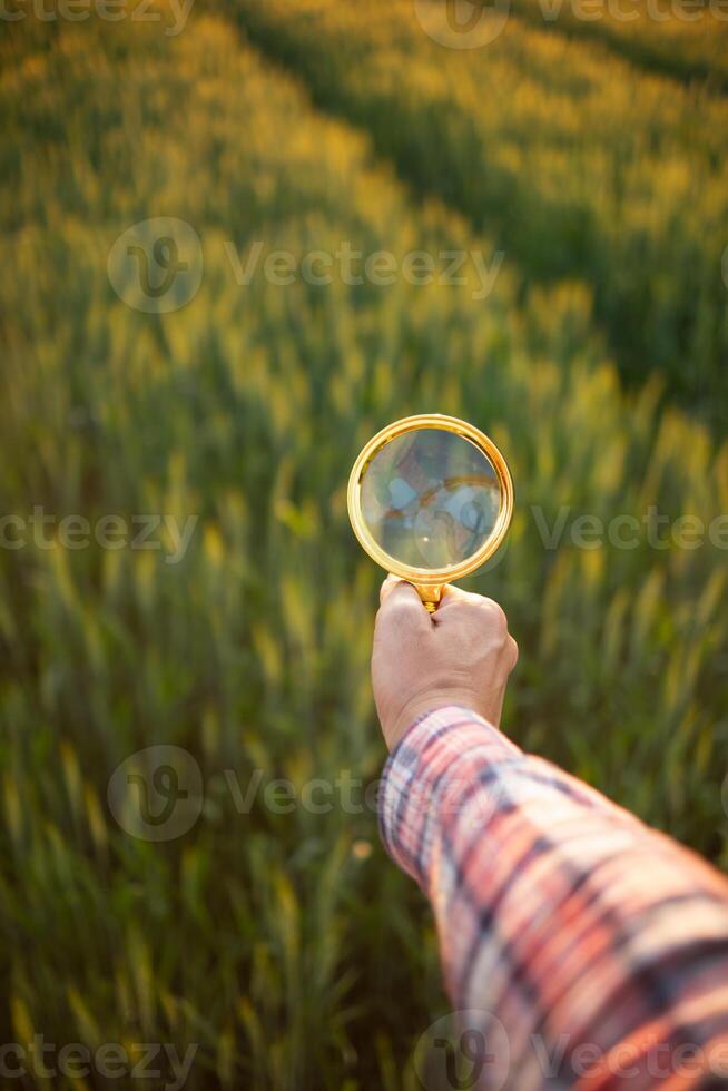 Researchers carry magnifying glasses over barley plants to look for errors in the plants so they can develop new varieties of barley plants. Ideas for using a magnifying glass to help with searching photo