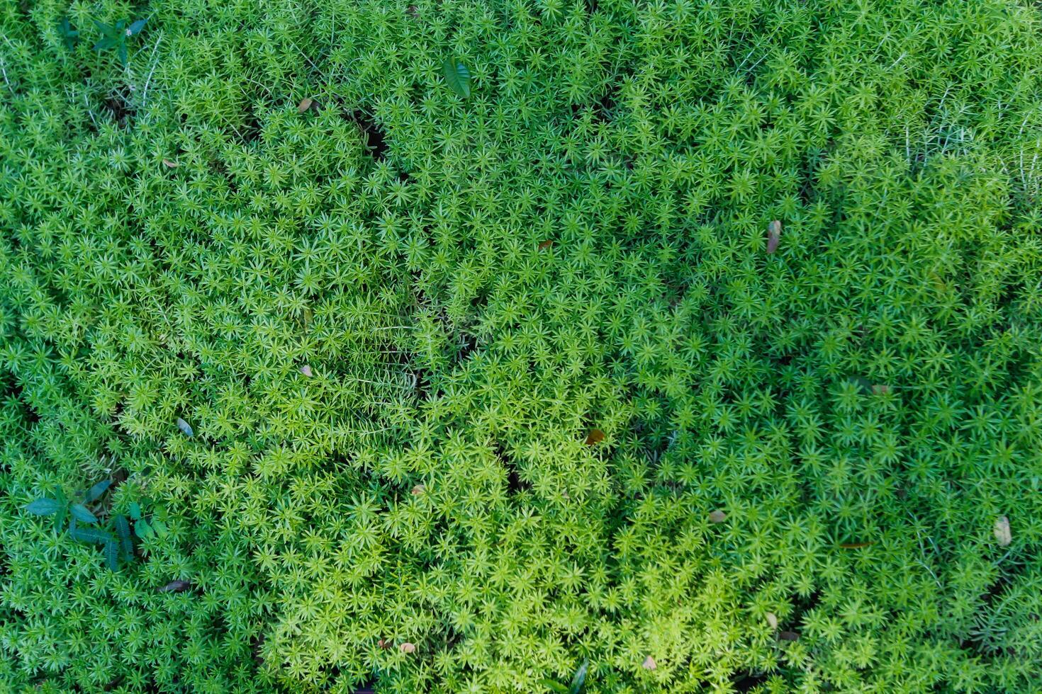 beautifully arranged background of leaves is natural pattern of leaves that occurs by itself and background images of leaves are also commonly used for adding text onto empty space of the background photo