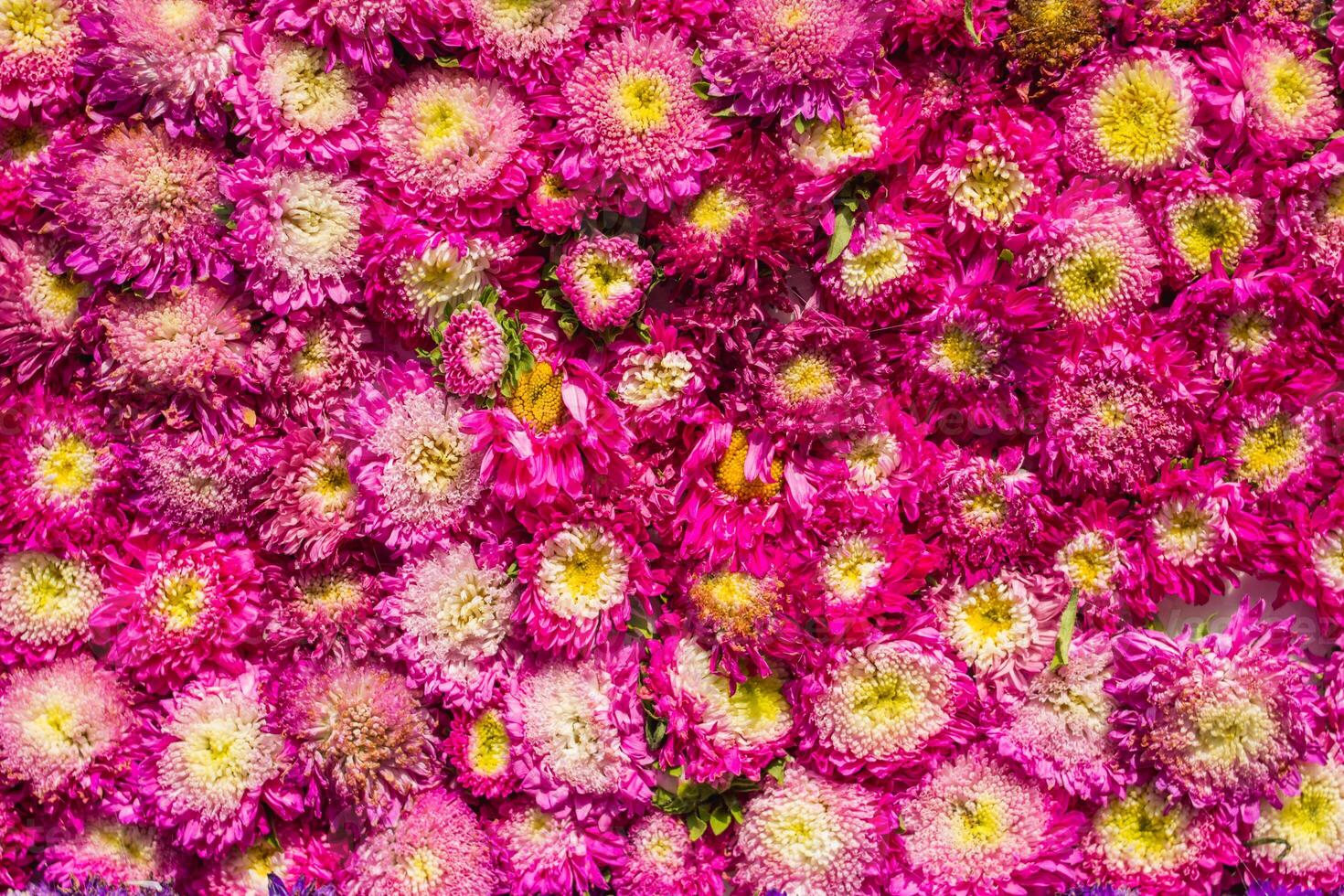 backdrop of beautifully arranged flower and bright colors is backdrop for flower in beautifully arranged garden at flower festival. Beautiful colorful background with Copy Space for inserting text. photo