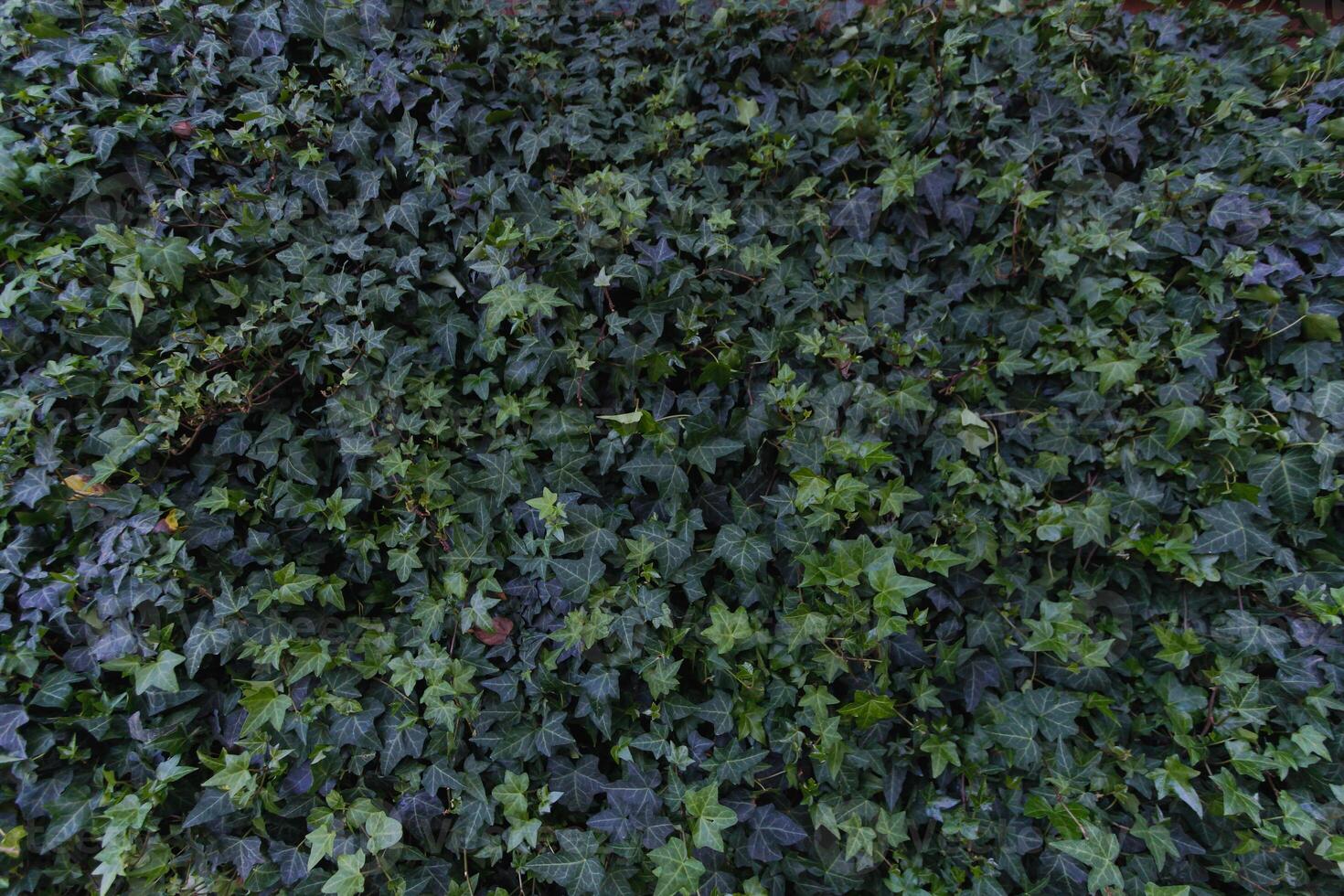 beautifully arranged background of leaves is natural pattern of leaves that occurs by itself and background images of leaves are also commonly used for adding text onto empty space of the background photo