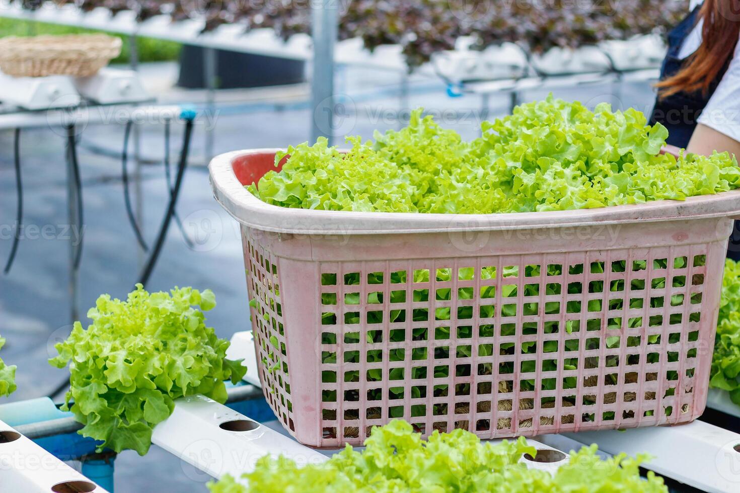 Young women are harvesting organic vegetables from hydroponics to grow vegetables that are healthy. Growing with a hydroponic system, resulting in organic vegetables that the market needs. photo