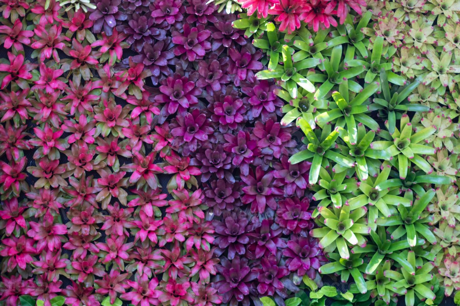 backdrop of beautifully arranged flower and bright colors is backdrop for flower in beautifully arranged garden at flower festival. Beautiful colorful background with Copy Space for inserting text. photo