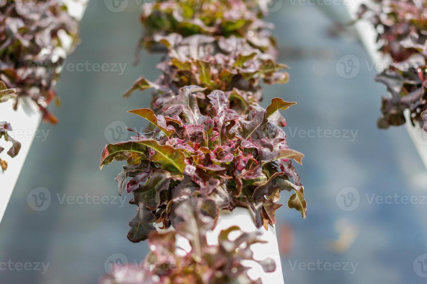 Growing vegetables using water or hydroponics using seeds to get organic vegetables that are free from toxins because hydroponics does not use pesticides. Organic vegetable concept for health photo