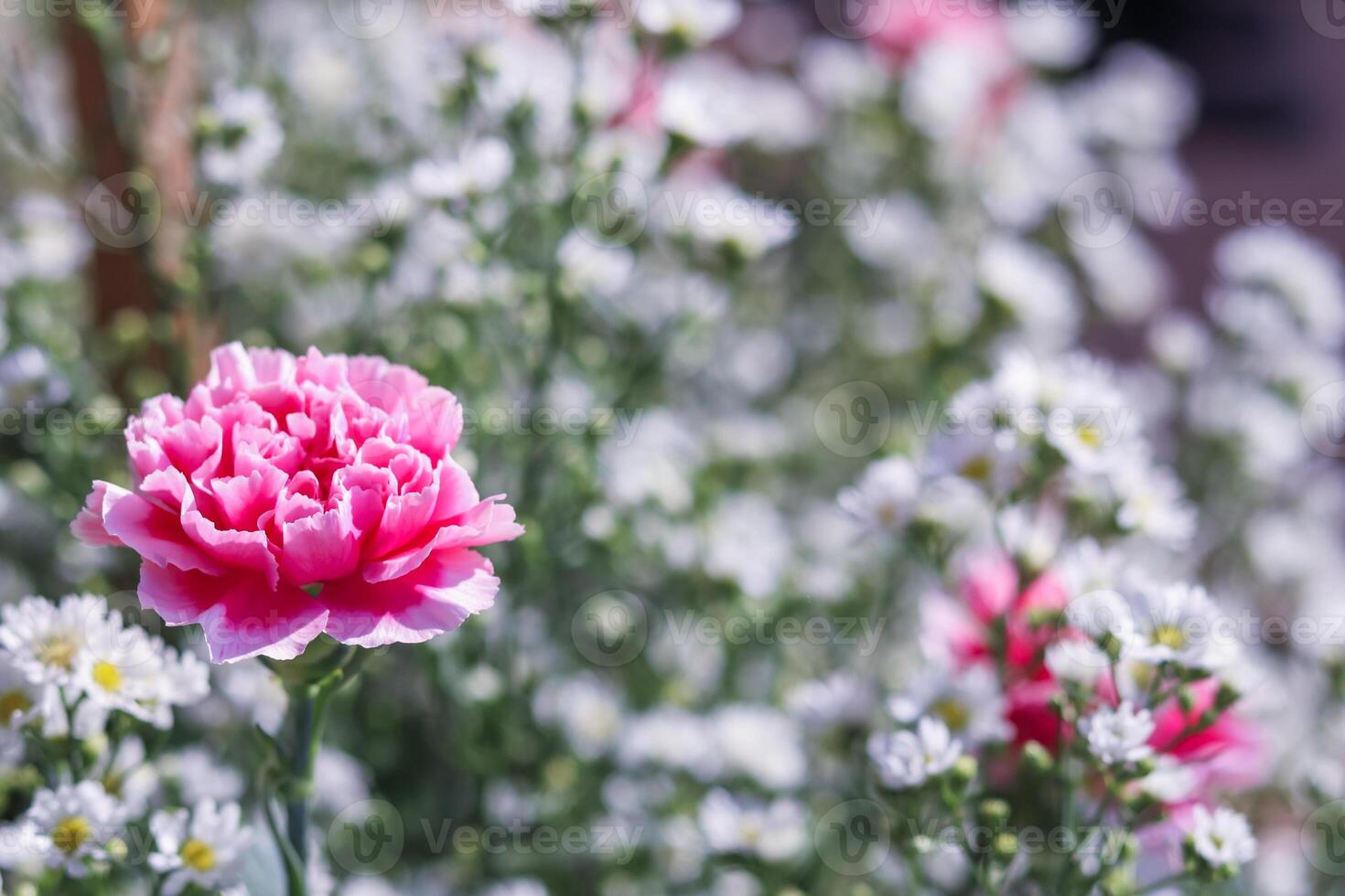 background of beautifully arranged flower and bright colors is backdrop for flower in beautifully arranged garden at flower festival. Beautiful colorful background with Copy Space for inserting text. photo