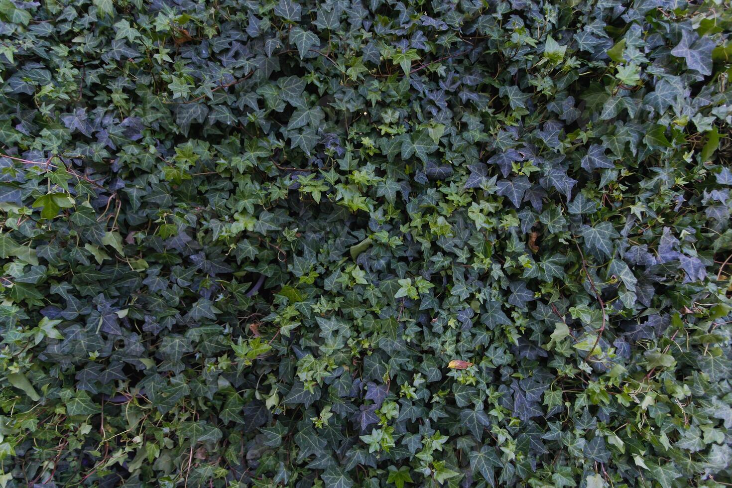 beautifully arranged background of leaves is natural pattern of leaves that occurs by itself and background images of leaves are also commonly used for adding text onto empty space of the background photo