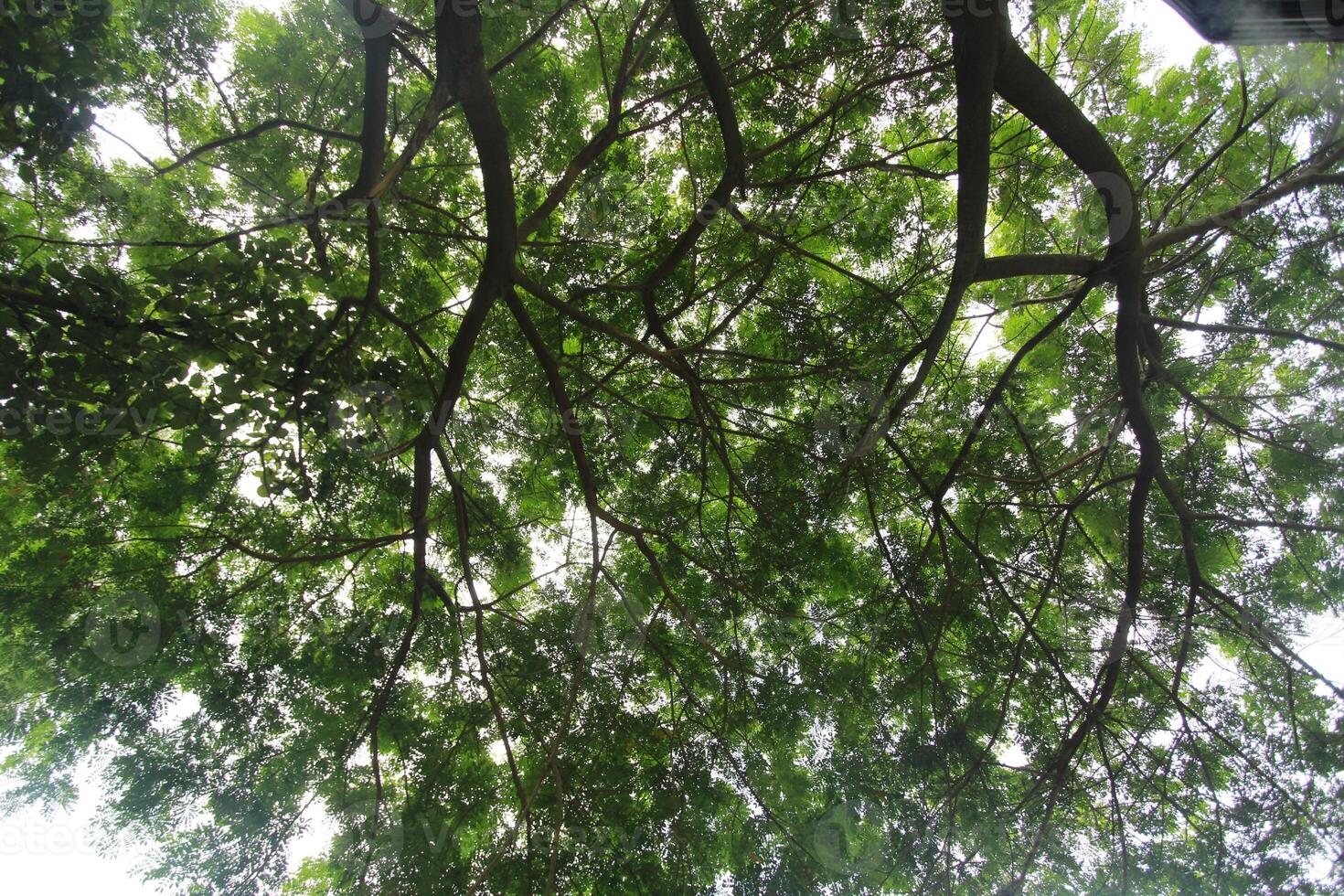 beautifully arranged background of leaves is natural pattern of leaves that occurs by itself and background images of leaves are also commonly used for adding text onto empty space of the background photo