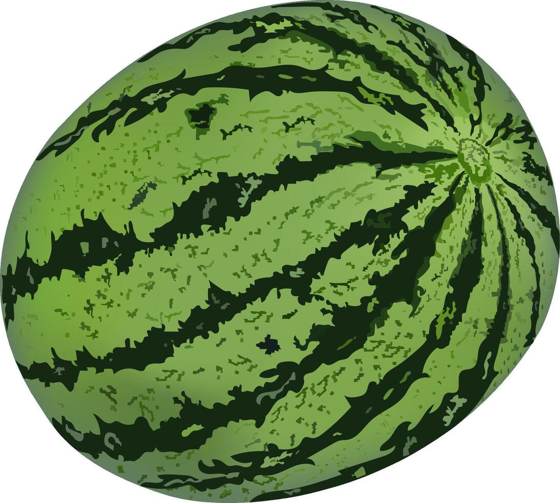 illustration of watermelon design on a white background vector