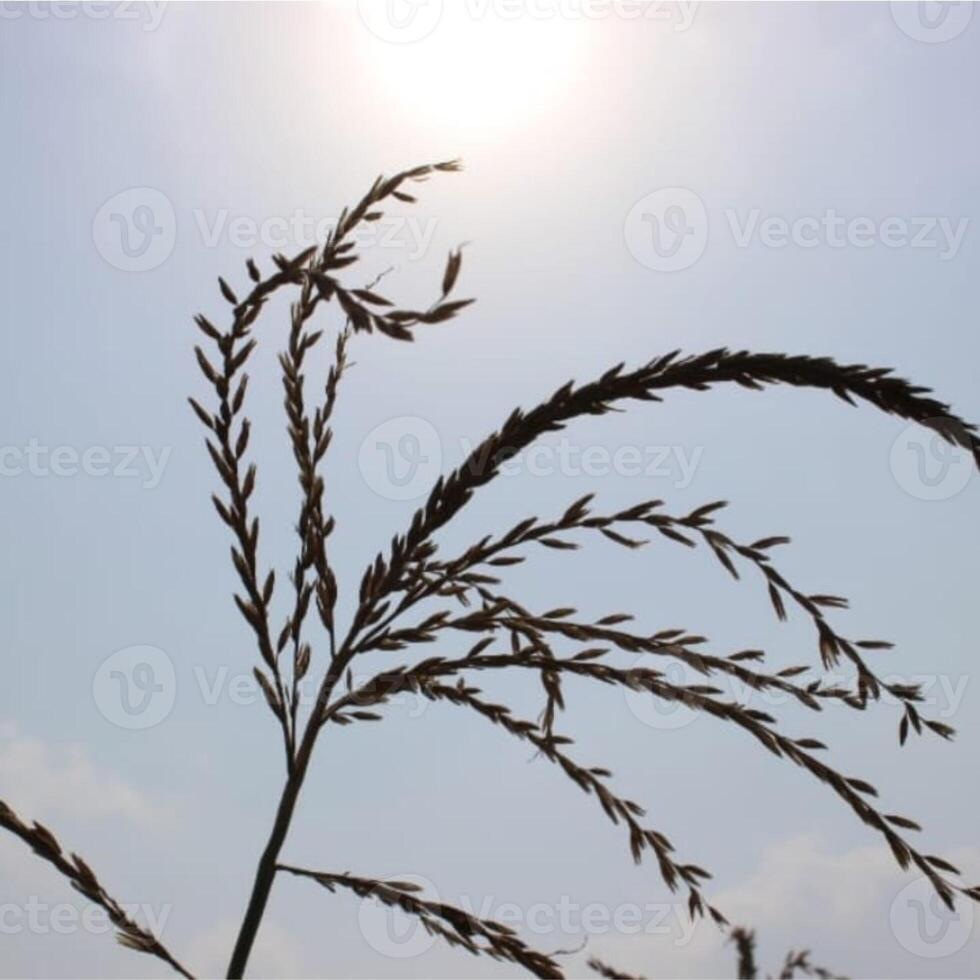 The sky is an unobstructed view upward from the surface of the Earth. photo