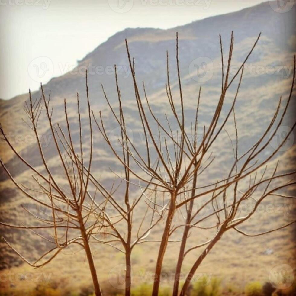 Discuss the rustling of leaves, the fragrance of flowers. photo
