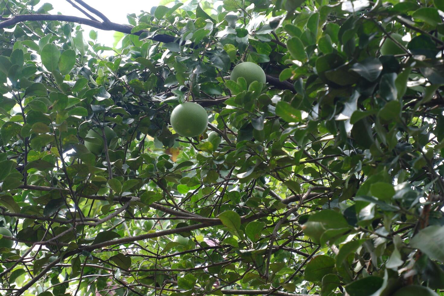 the leaves of the pomelo tree with the fruit still hanging photo