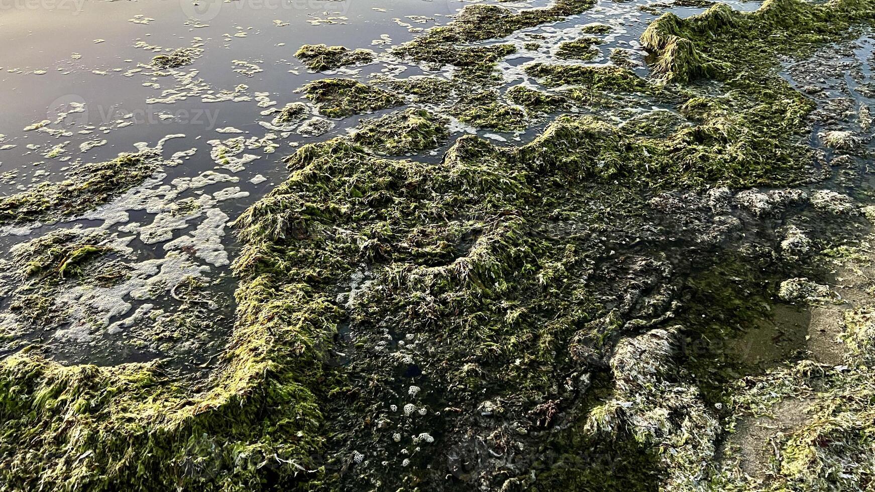 on the shores of the Pacific Ocean, algae are left at low tide and thick water the sea brings algae to the shore They lie like a carpet water splashes on them green and brown create a barrier photo