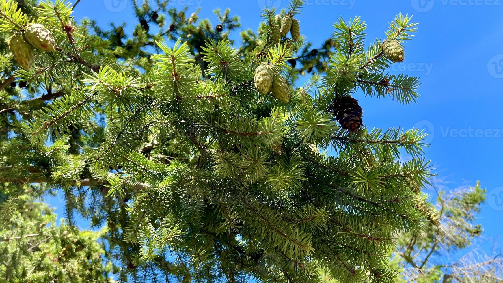 pine or spruce on which young cones grow very bright green needles against the sky pine trees that grow near the ocean beautiful close-up you can see the branches Rathtrevor Beach, Parksville photo