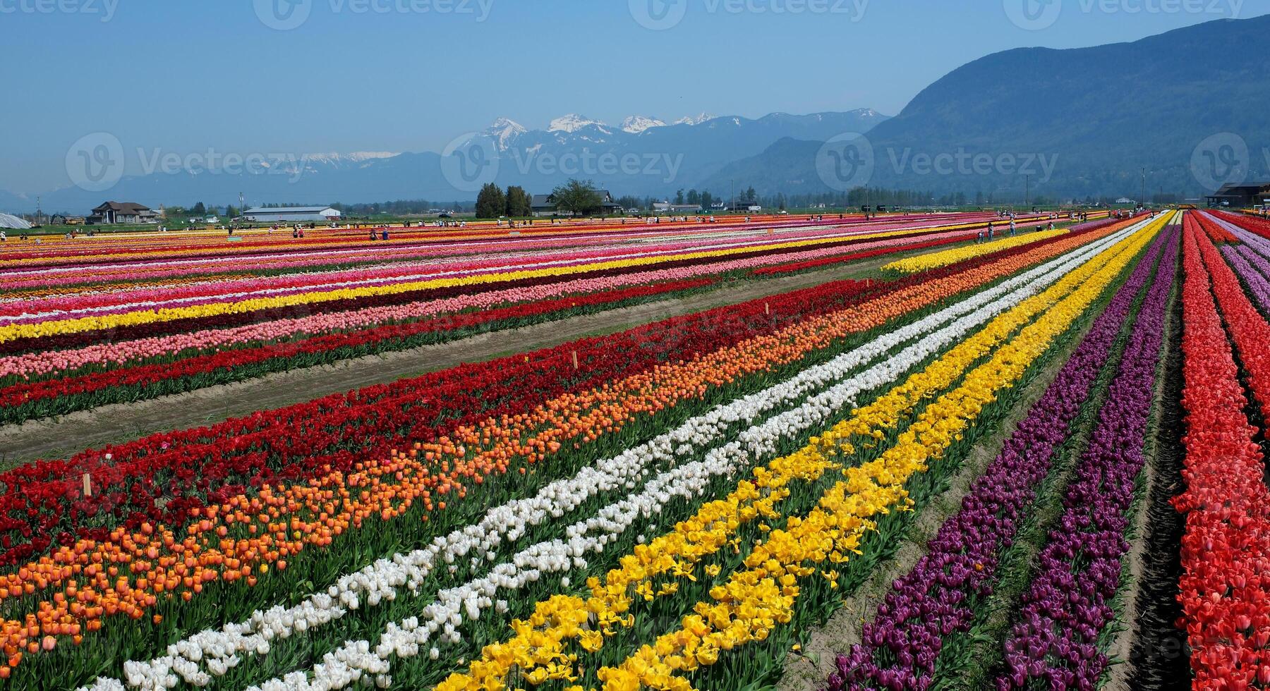 beautiful huge field with multi-colored tulips leaving in the mountains Canada Vancouver beauty purity flora spring Camping walk in the field no people morning day ecology photo
