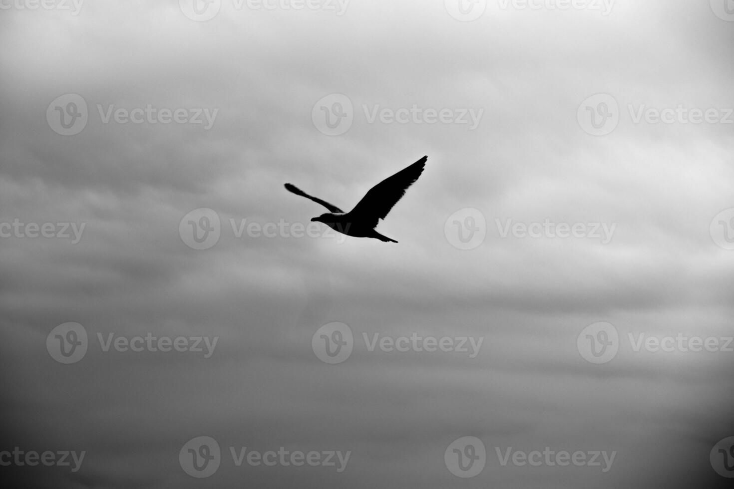 a seagull flies alone among the skies of Liguria in a black and white photo