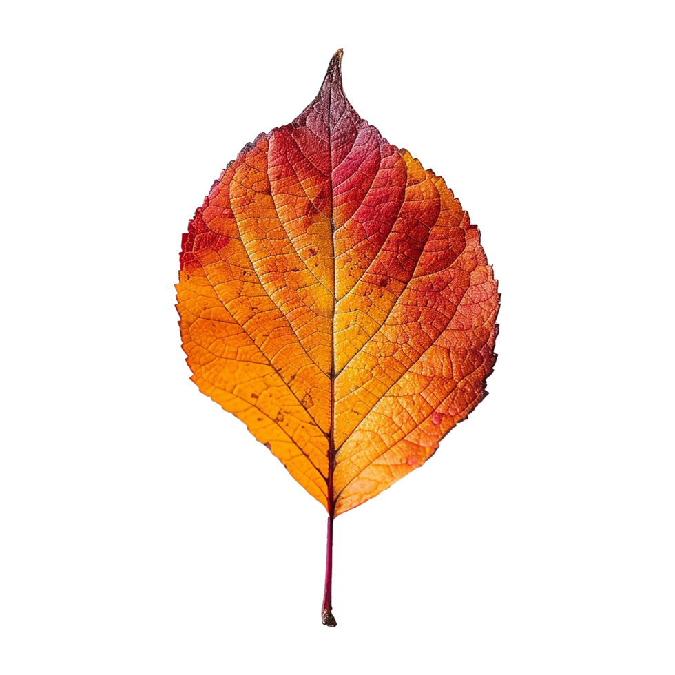 Colorful leave isolated on transparent background png