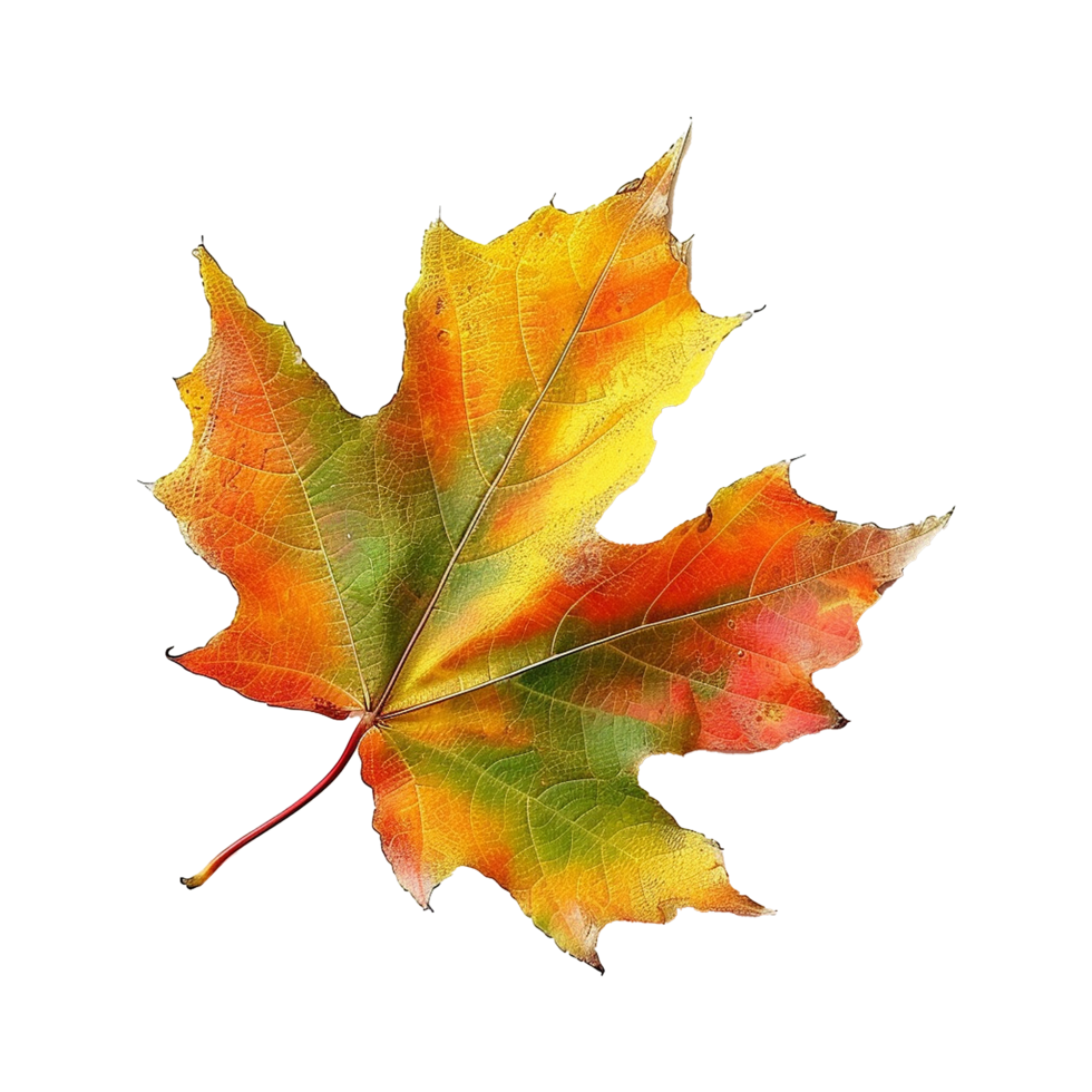 Colorful leave isolated on transparent background png