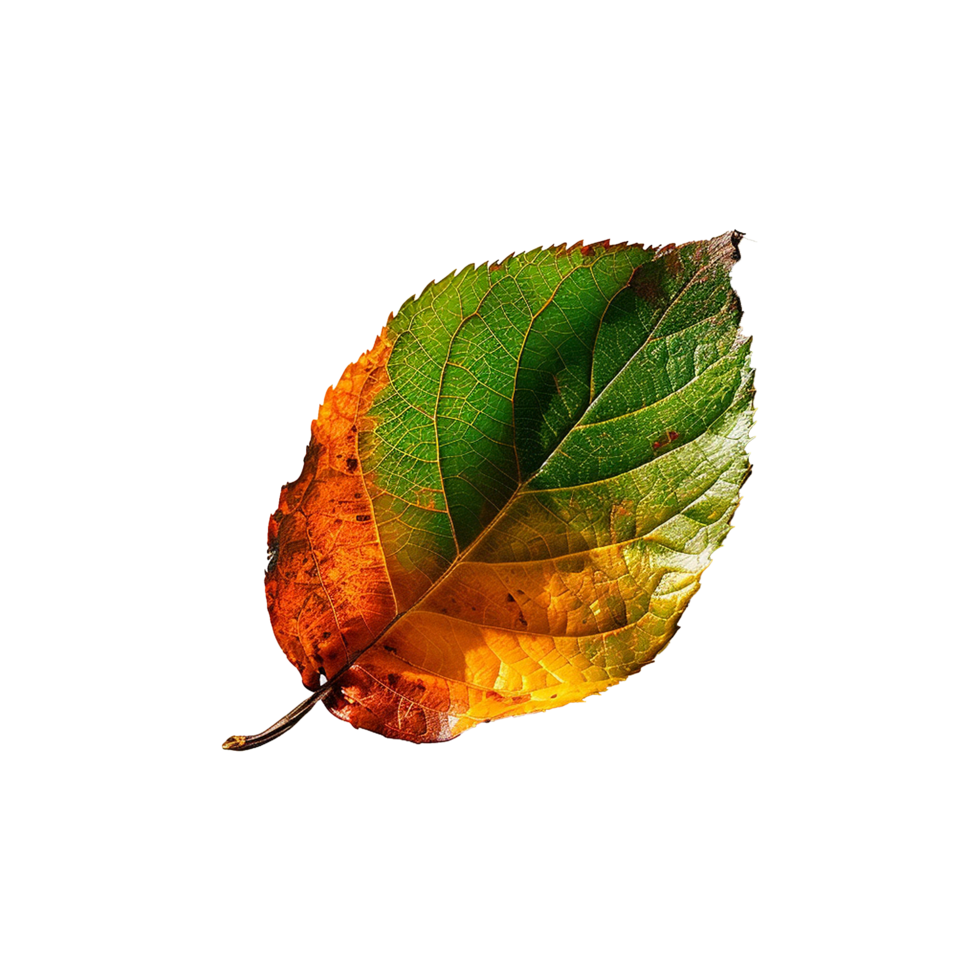 Colorful leave isolated on transparent background png