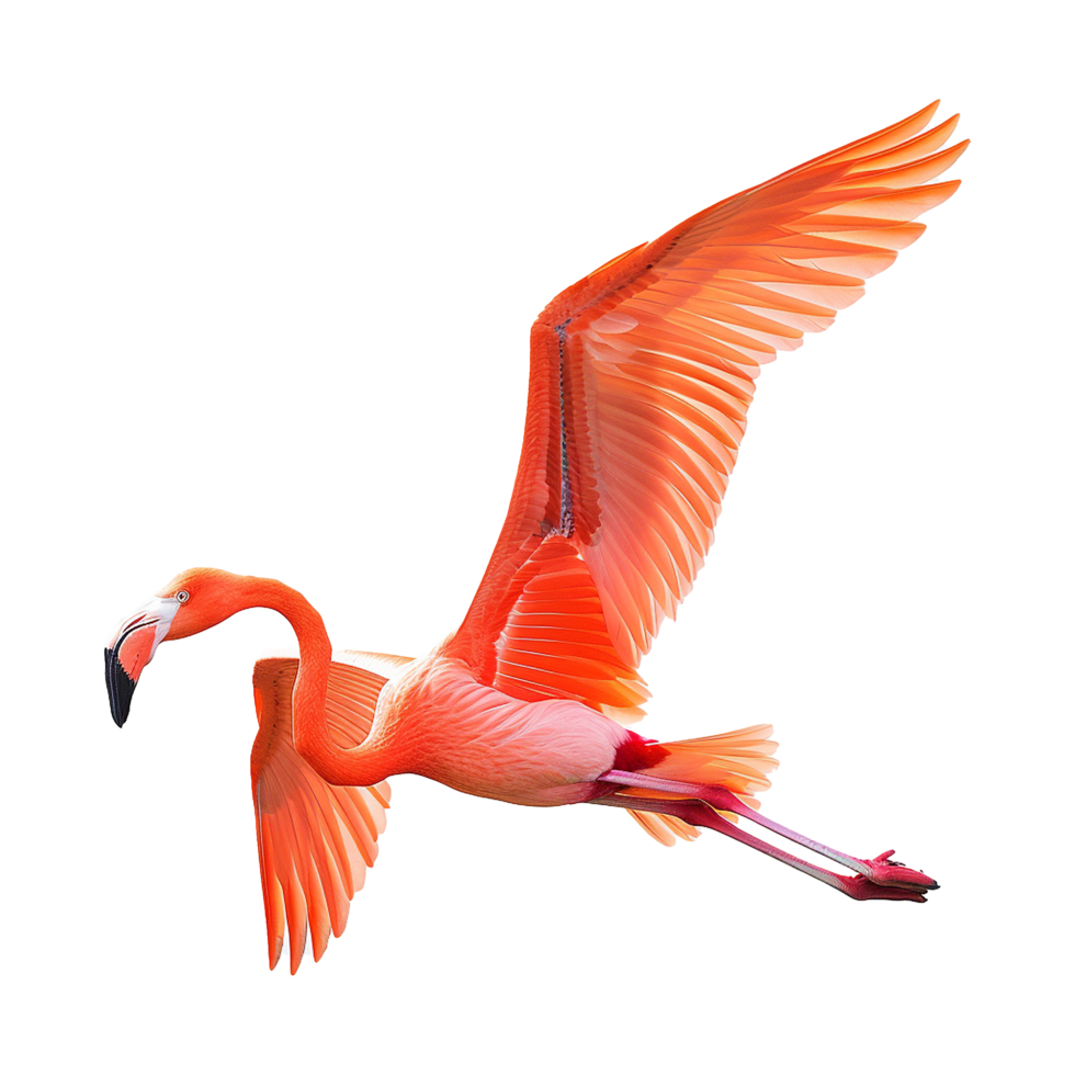 Flying flamingo isolated on transparent background png