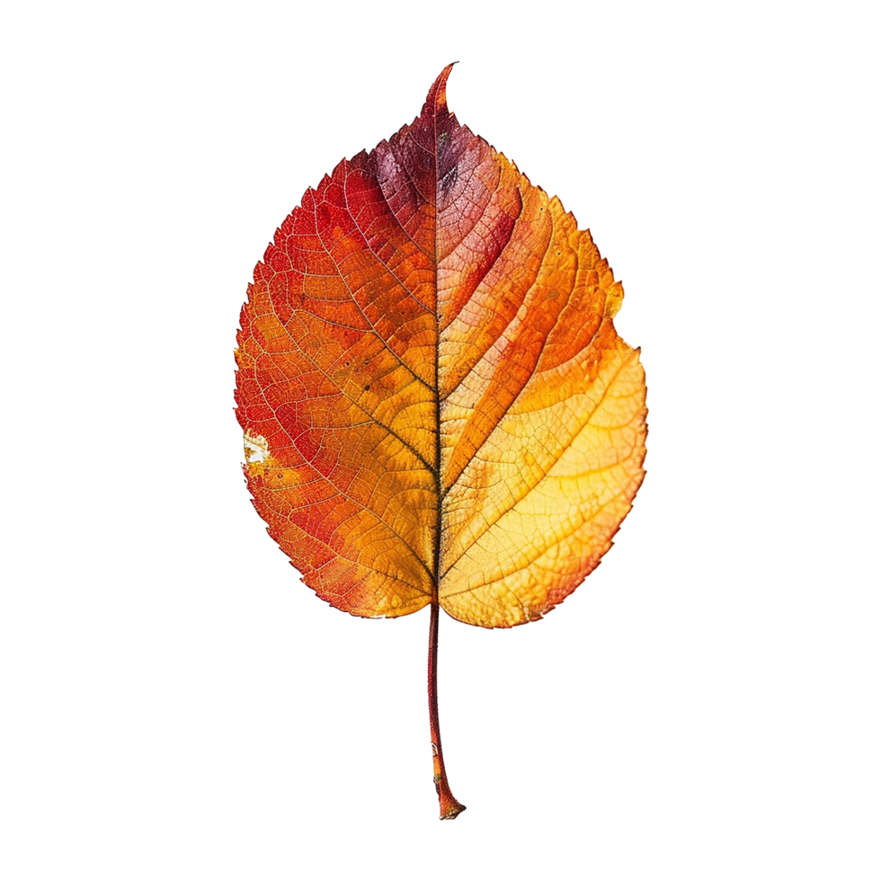 Colorful leave isolated on transparent background png