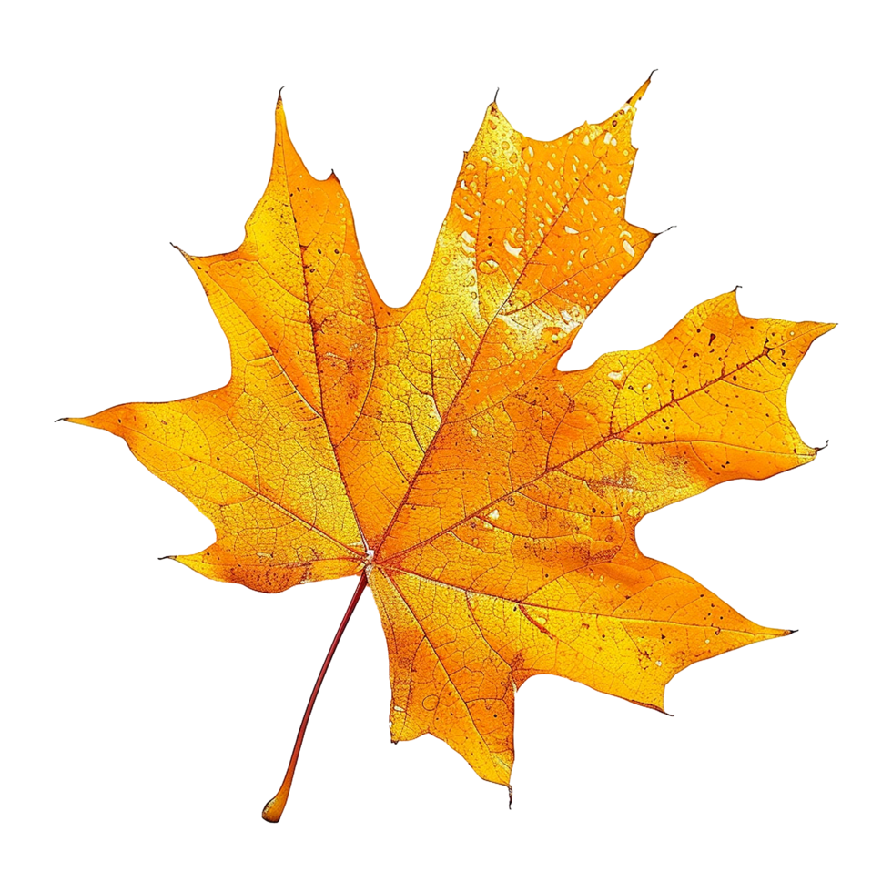 Colorful leave isolated on transparent background png