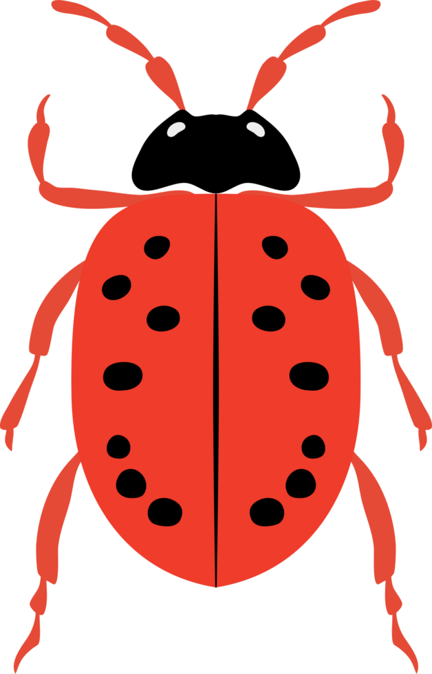 A bug with colorful color and beautiful pattern on its back wing. flat cartoon style. png